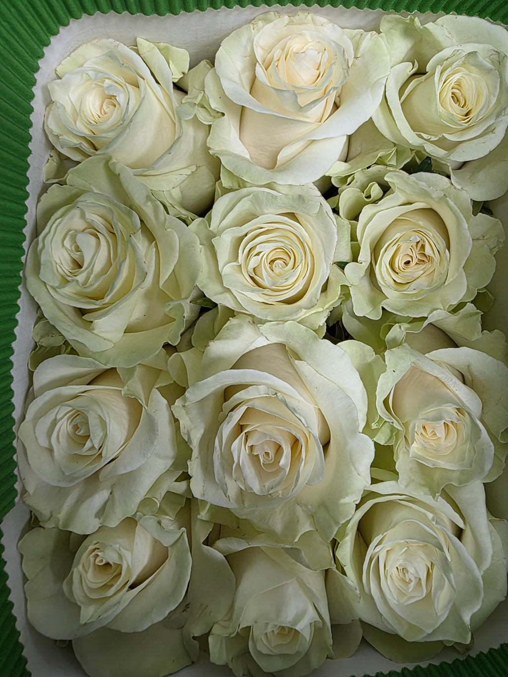 Farm Fresh Rosa Ecuadorian Gr Mondial 70cm  (Bunch of 25 stems, Length 70cm)