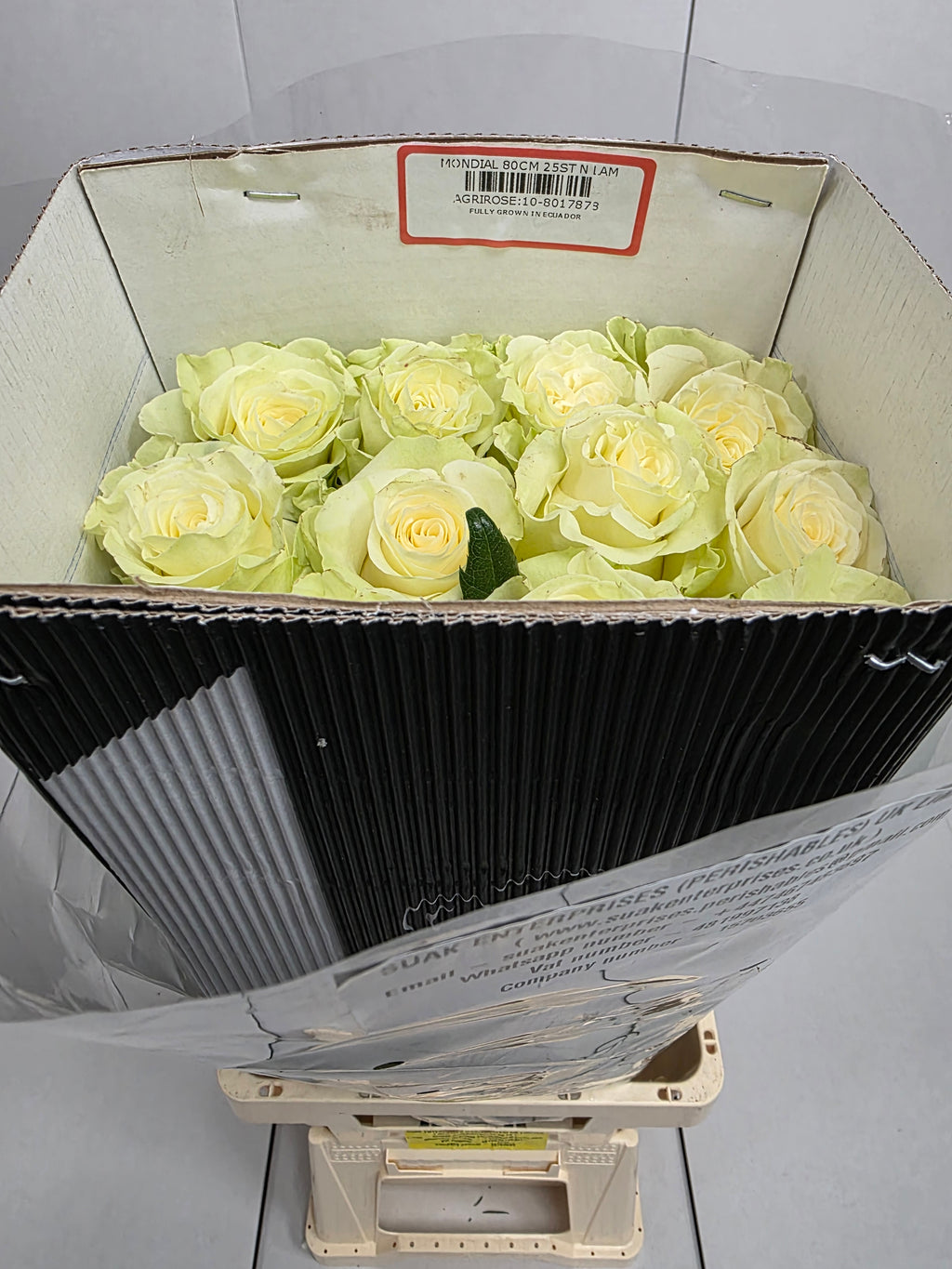 Farm Fresh Rosa Ecuadorian Gr Mondial 80cm  (Bunch of 25 stems, Length 80cm)