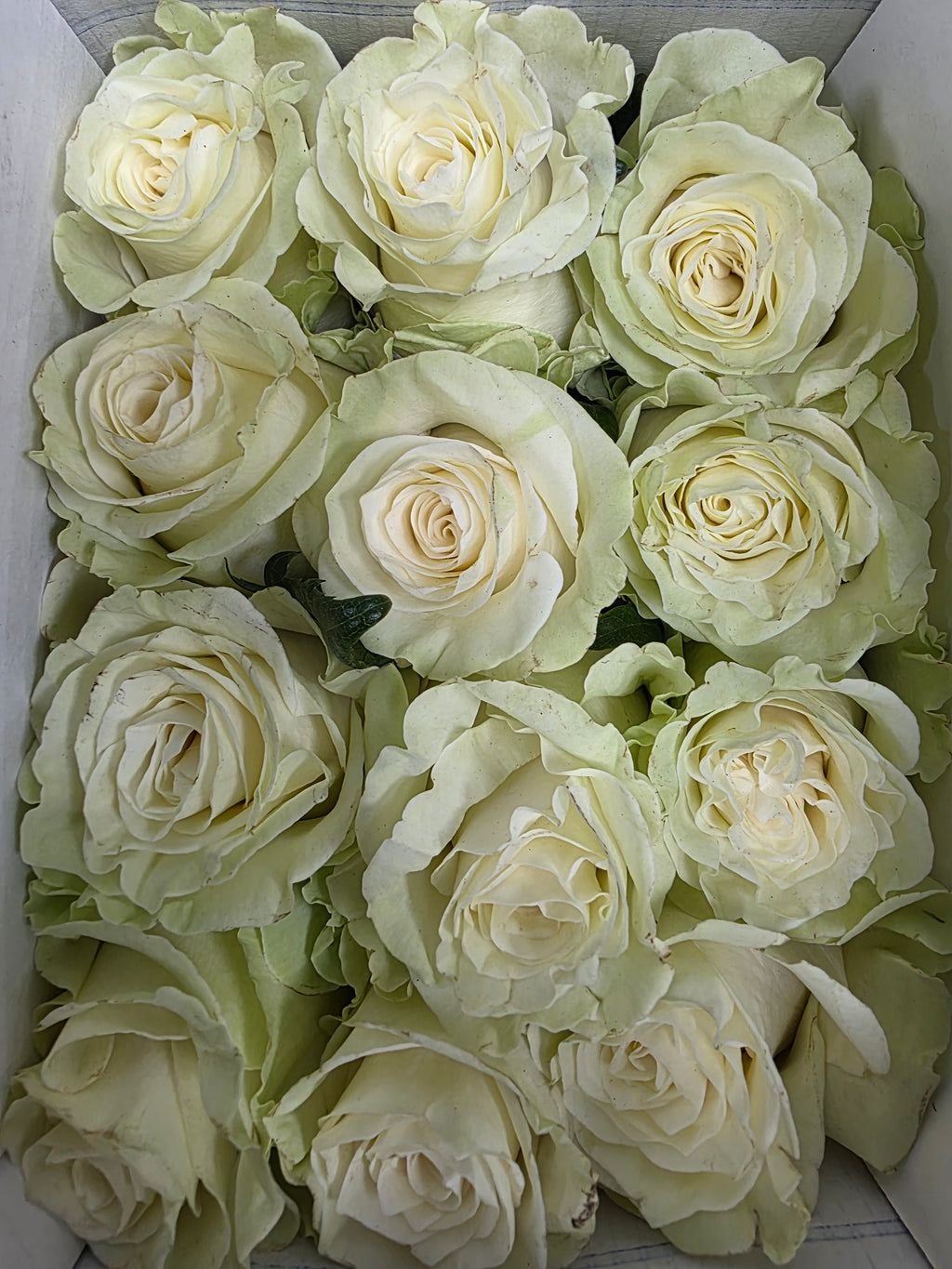 Farm Fresh Rosa Ecuadorian Gr Mondial 80cm  (Bunch of 25 stems, Length 80cm)