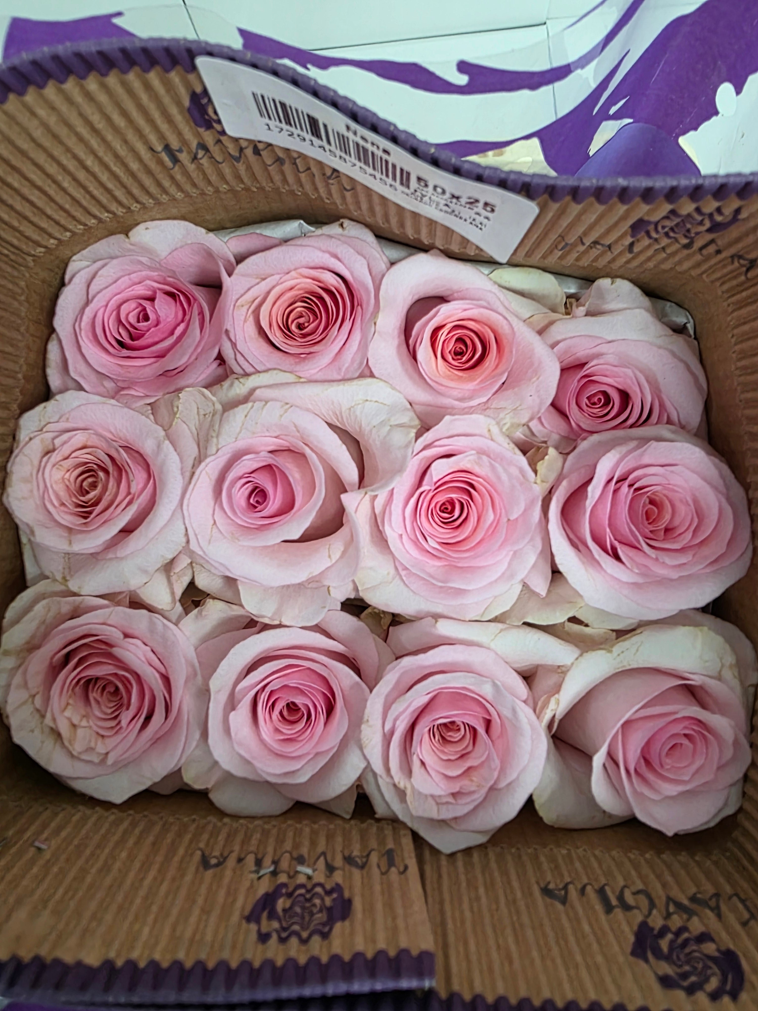 Farm Fresh Rosa Ecuadorian Gr Nena (Bunch of 25 stems, Length 50cm)