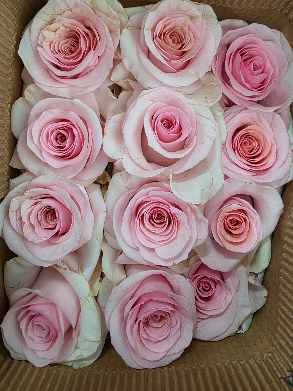 Farm Fresh Rosa Ecuadorian Gr Nena (Bunch of 25 stems, Length 50cm)