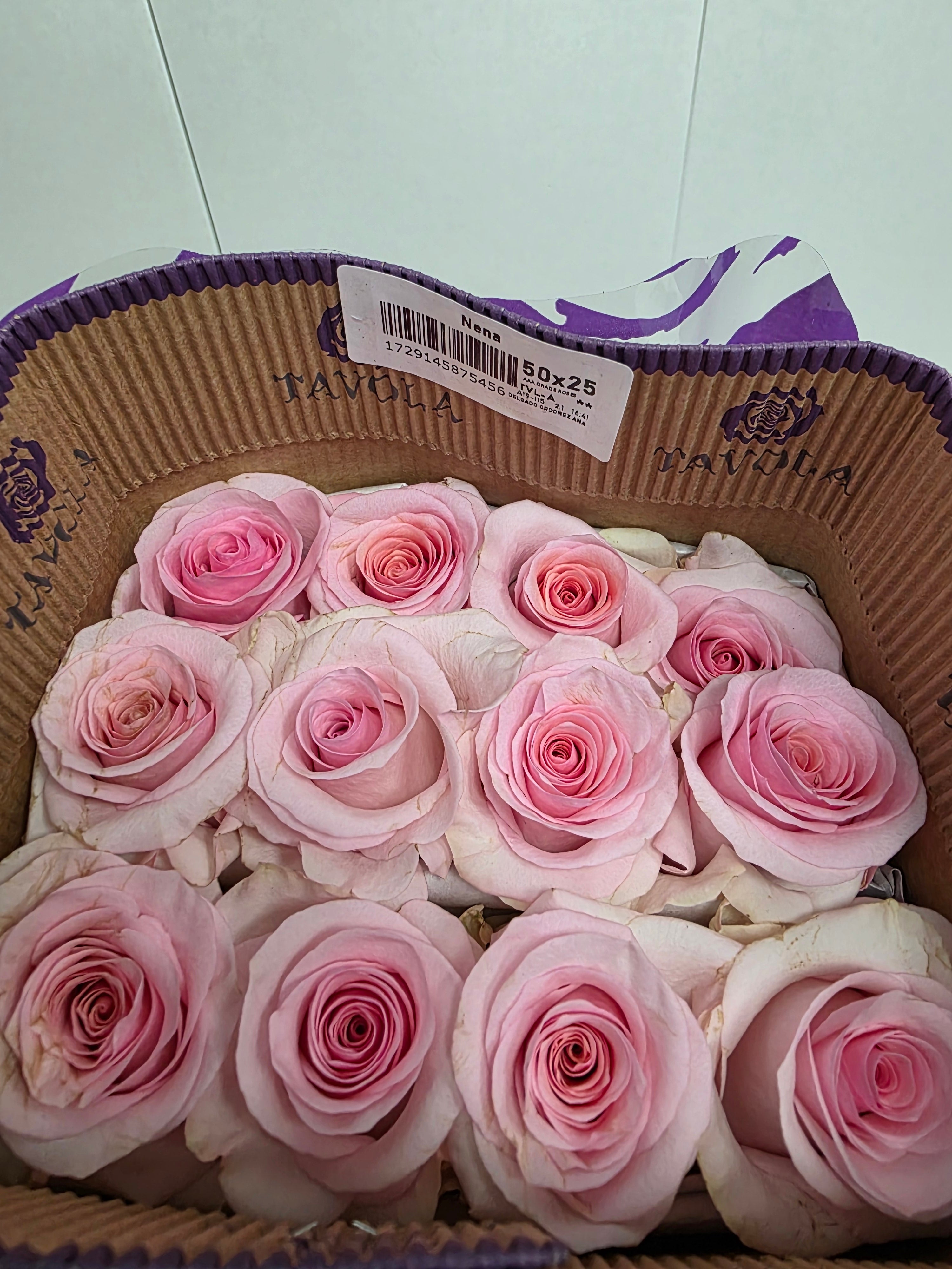Farm Fresh Rosa Ecuadorian Gr Nena (Bunch of 25 stems, Length 50cm)