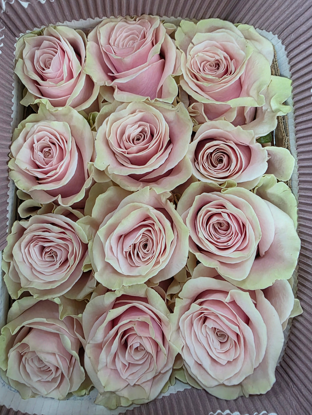 Farm Fresh Rosa Gr Ec Pink Mondial  (Bunch of 25 stems, Length 50cm)