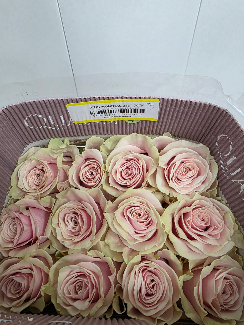 Farm Fresh Rosa Gr Ec Pink Mondial  (Bunch of 25 stems, Length 50cm)