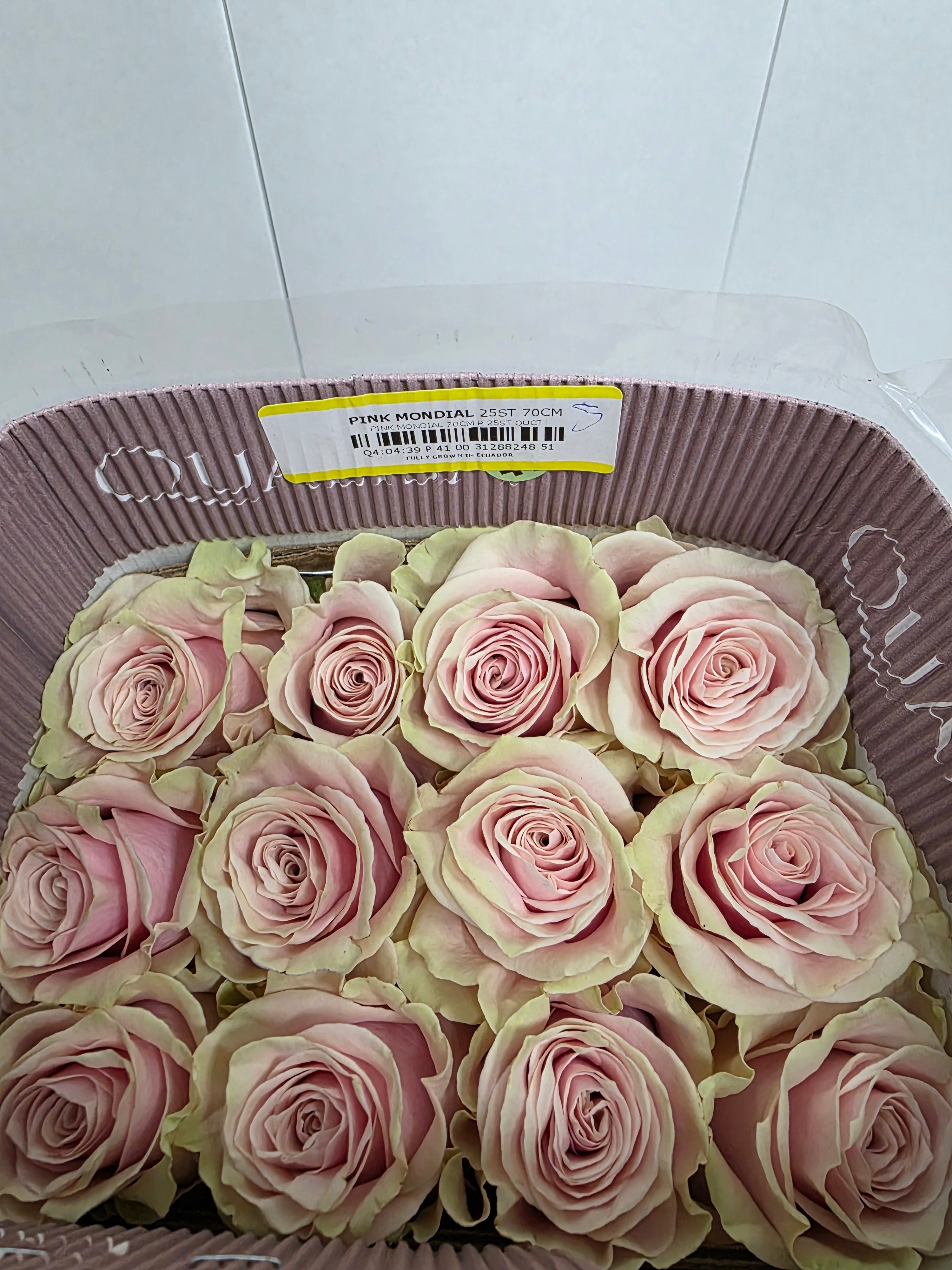 Farm Fresh Rosa Gr Ec Pink Mondial  (Bunch of 25 stems, Length 50cm)