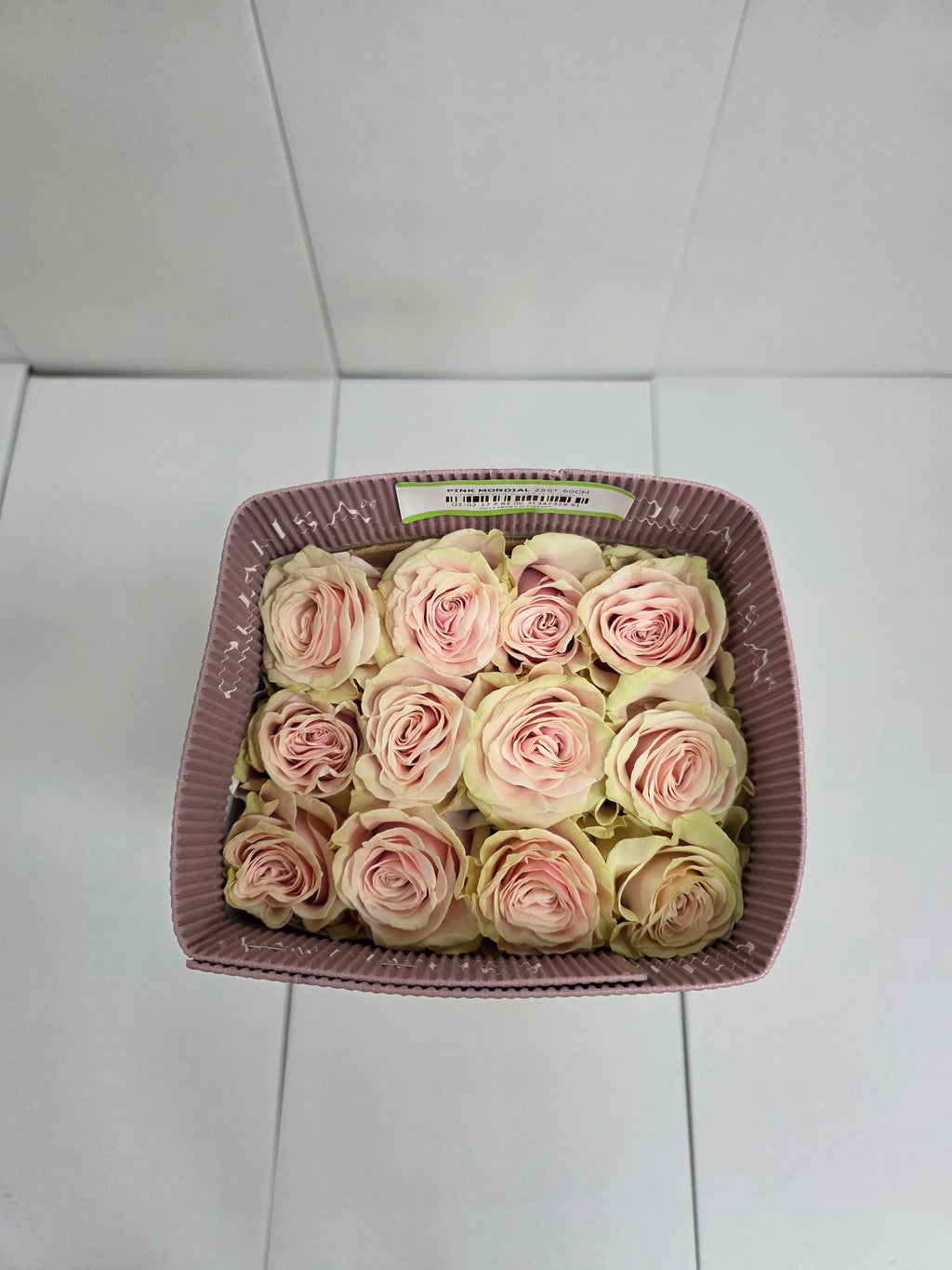 Farm Fresh Rosa Gr Ec Pink Mondial  (Bunch of 25 stems, Length 60cm)