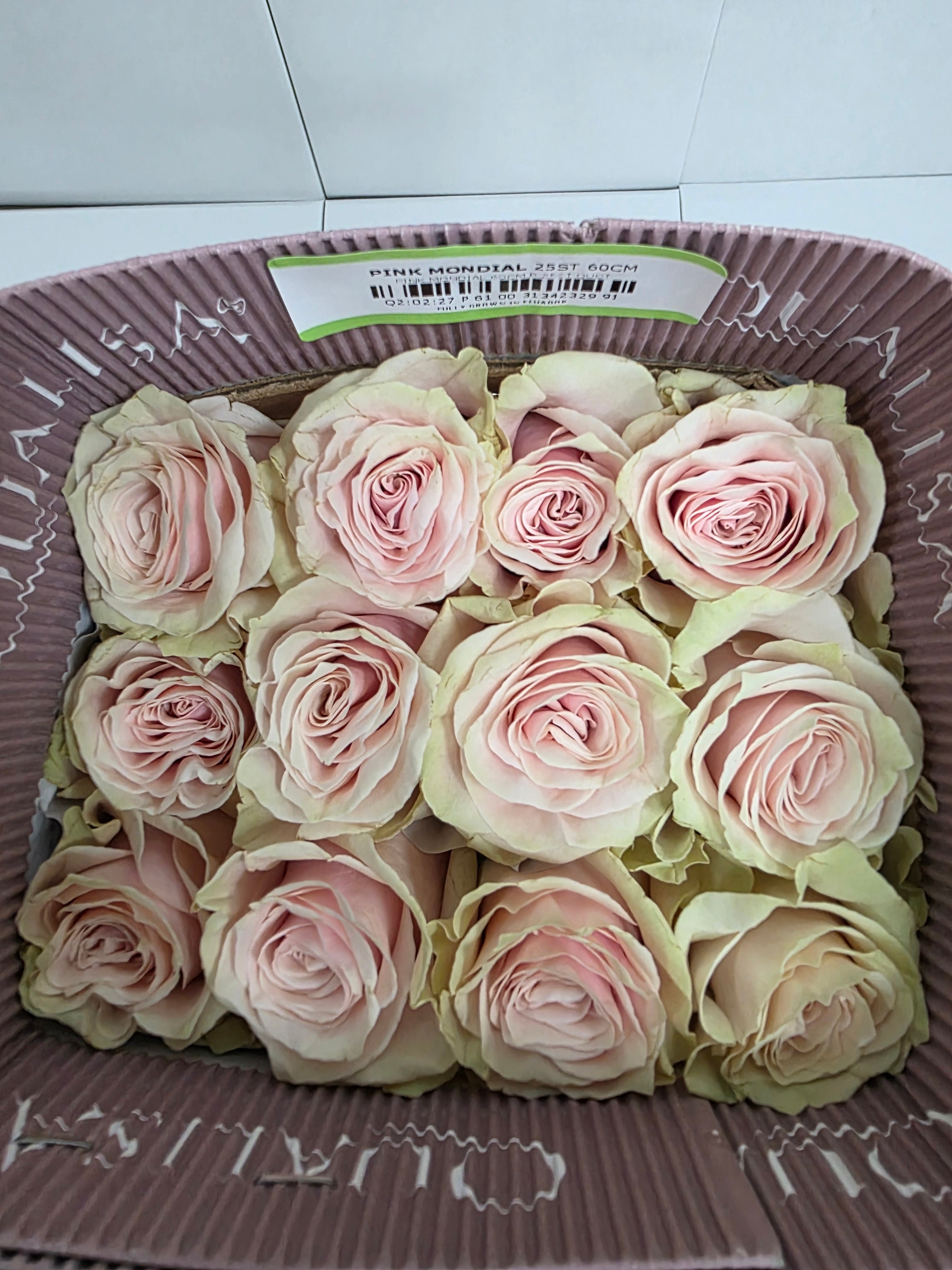 Farm Fresh Rosa Gr Ec Pink Mondial  (Bunch of 25 stems, Length 60cm)