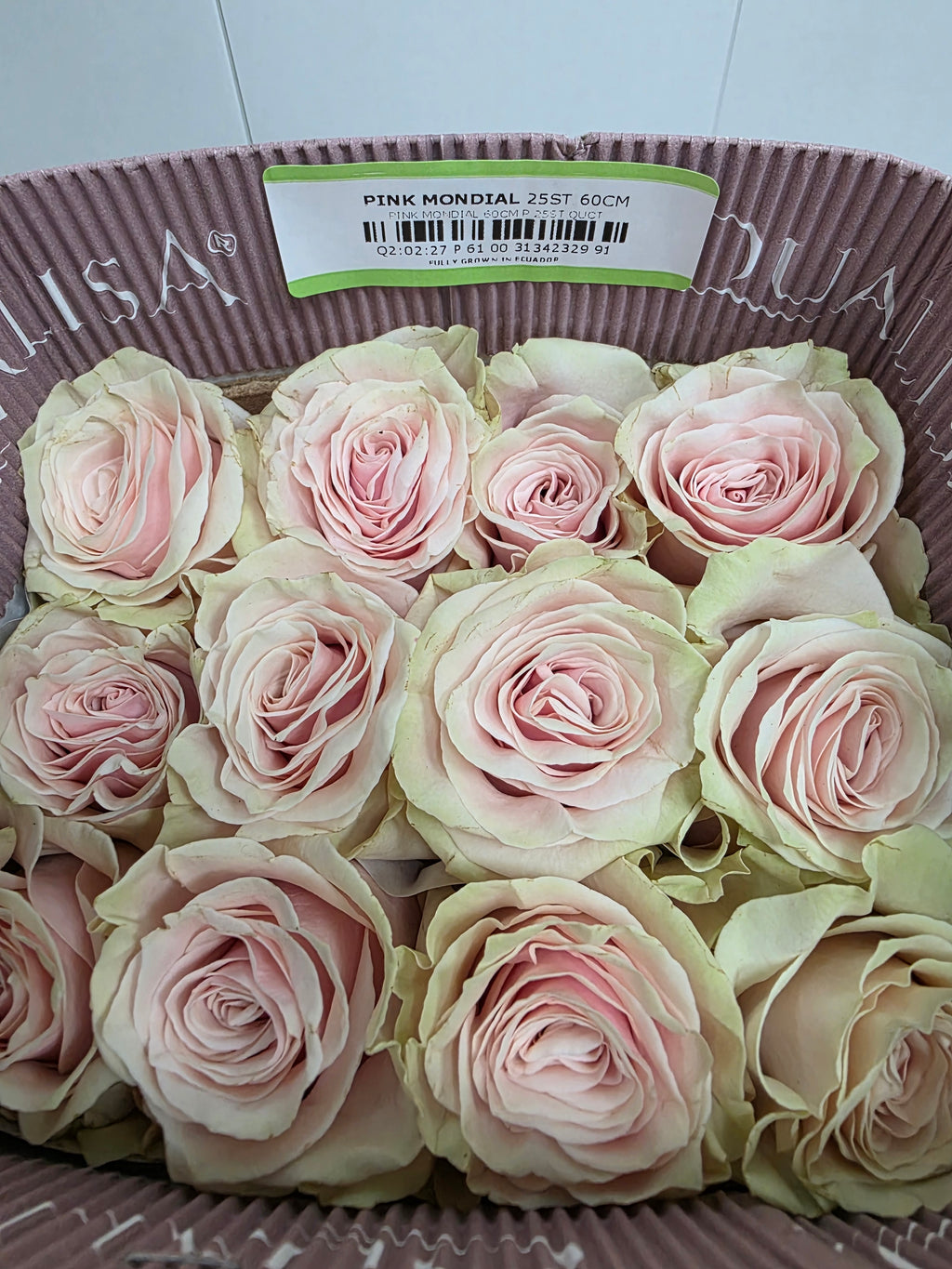 Farm Fresh Rosa Gr Ec Pink Mondial  (Bunch of 25 stems, Length 60cm)
