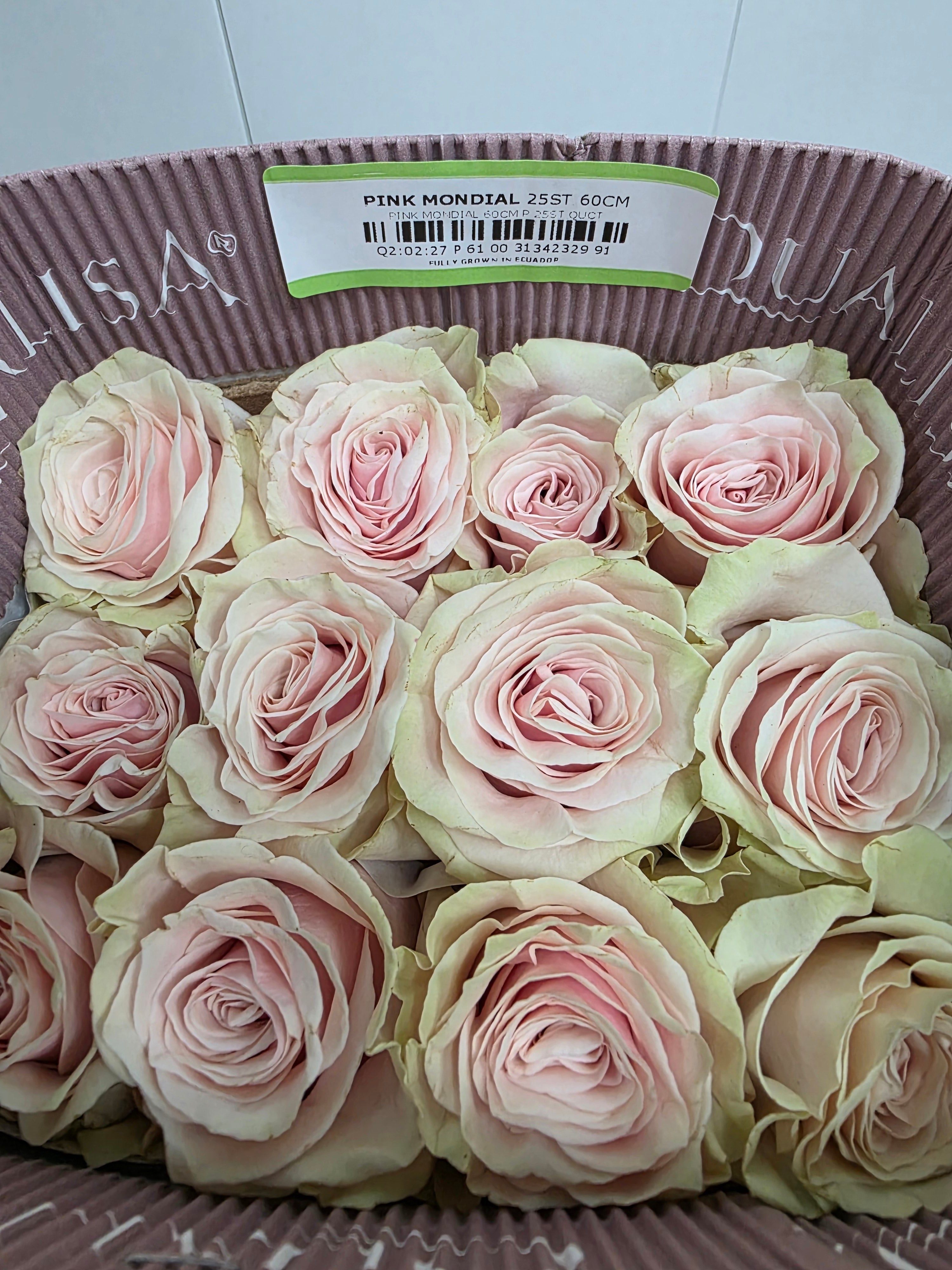 Farm Fresh Rosa Gr Ec Pink Mondial  (Bunch of 25 stems, Length 60cm)