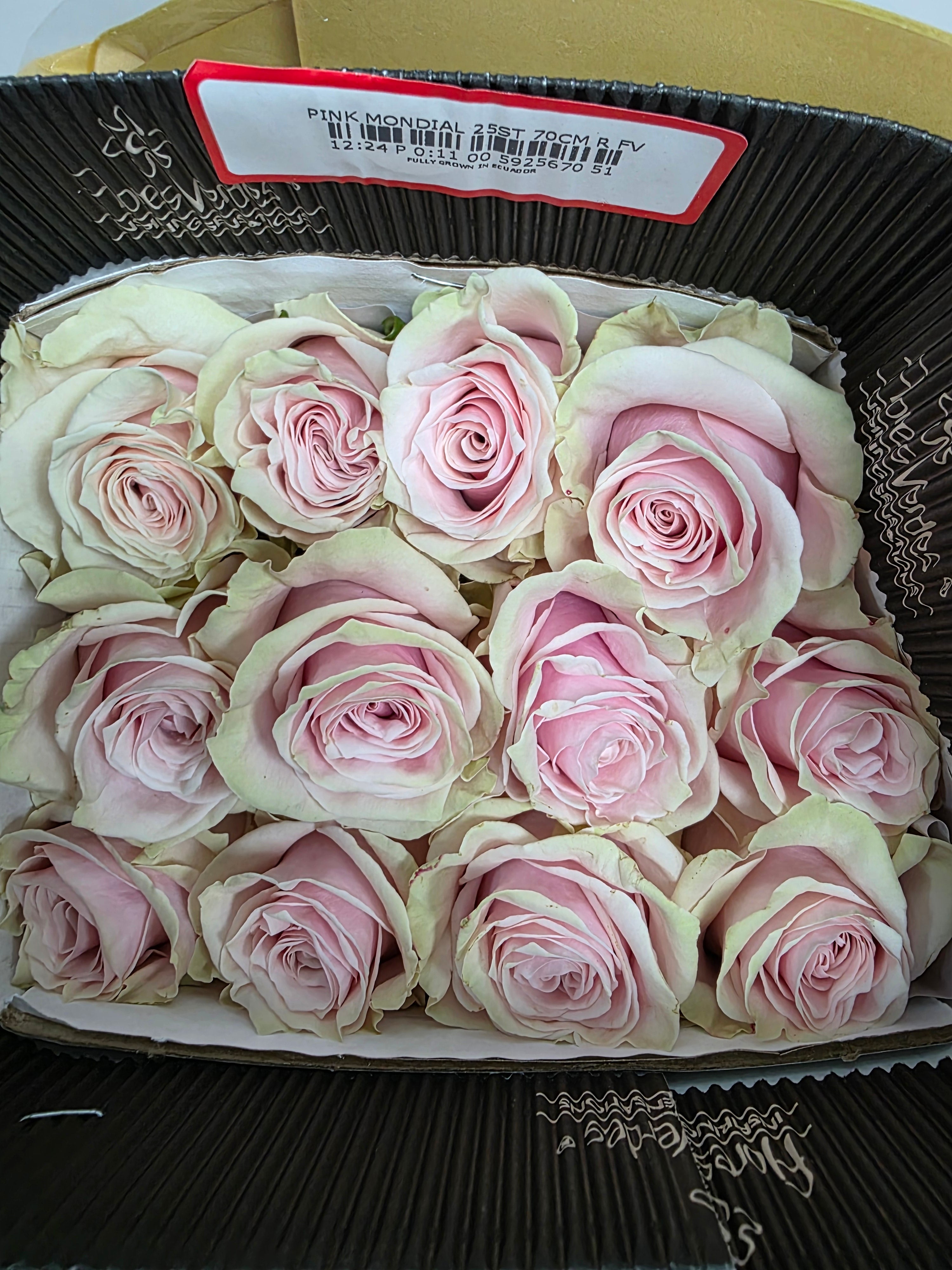 Farm Fresh Rosa Gr Ec Pink Mondial  (Bunch of 25 stems, Length 70cm)