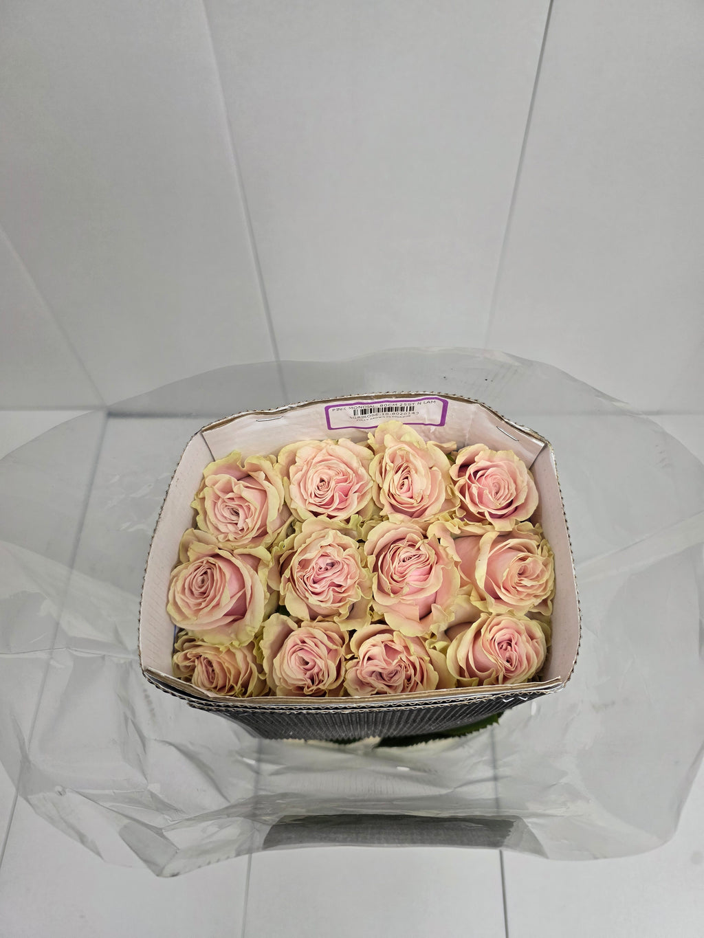 Farm Fresh Rosa Gr Ec Pink Mondial  (Bunch of 25 stems, Length 80cm)