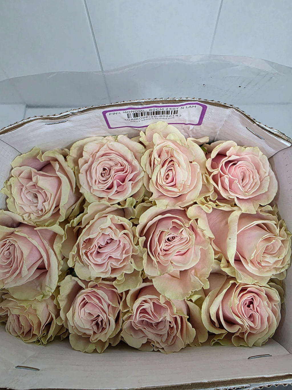 Farm Fresh Rosa Gr Ec Pink Mondial  (Bunch of 25 stems, Length 80cm)