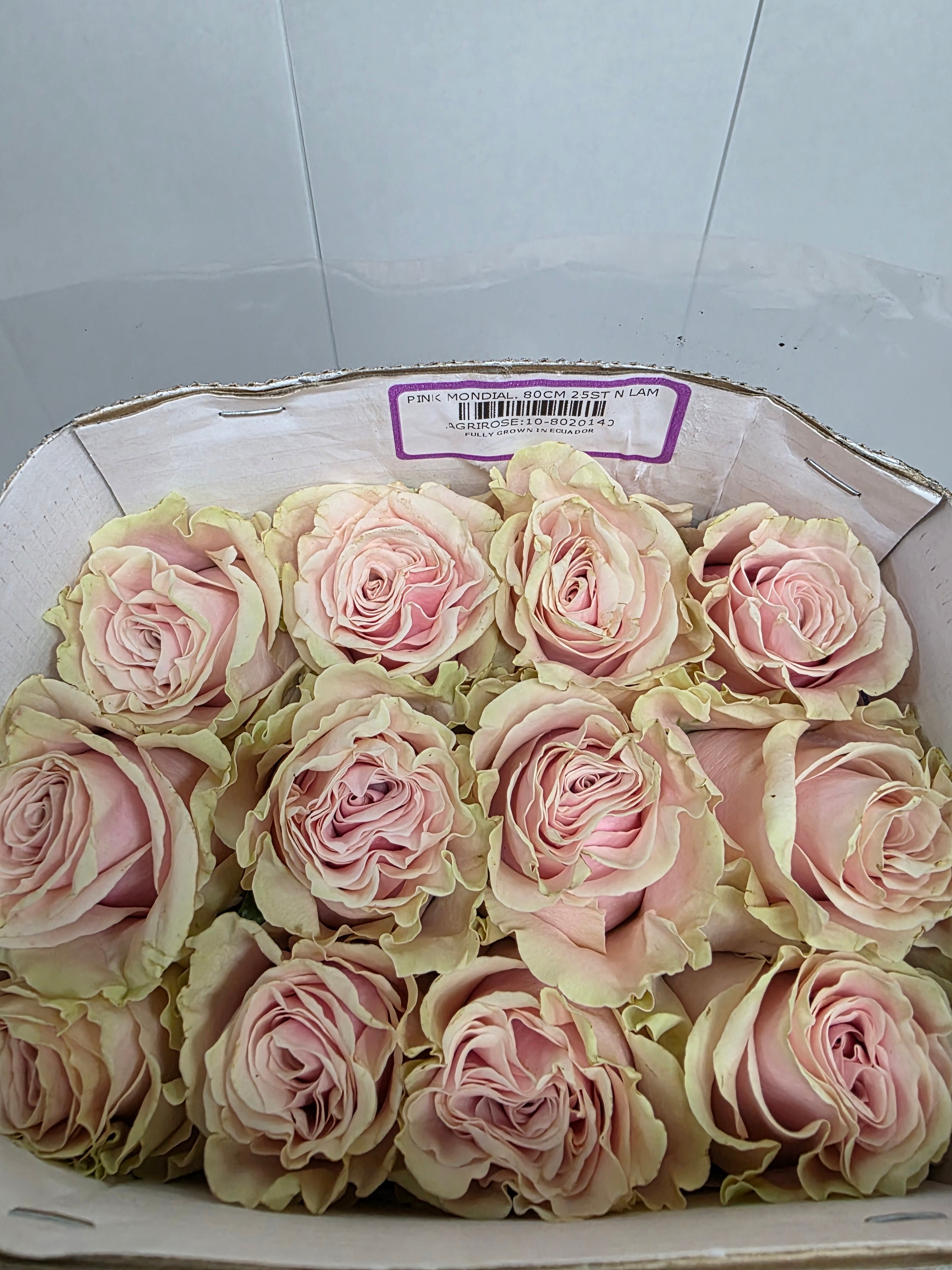 Farm Fresh Rosa Gr Ec Pink Mondial  (Bunch of 25 stems, Length 80cm)