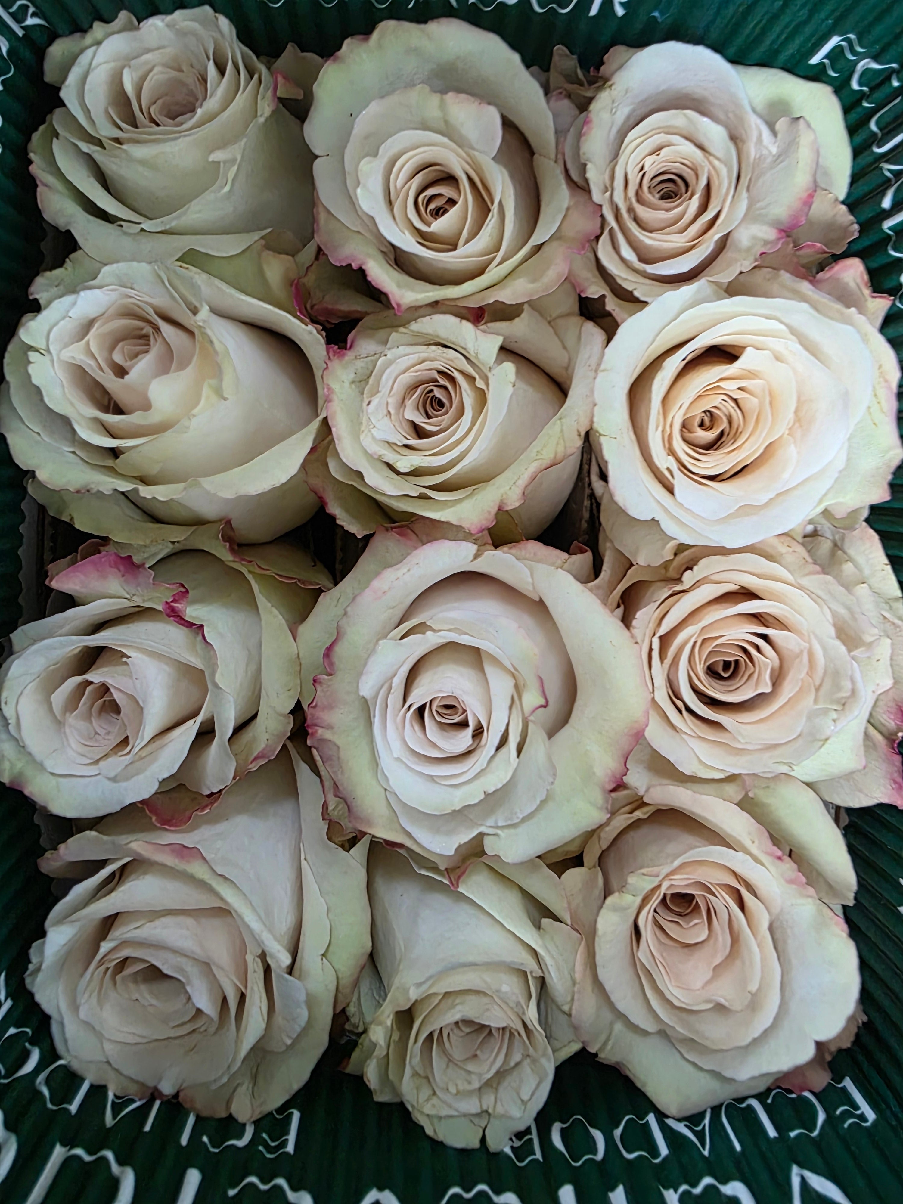 Farm Fresh Rosa Gr Ec Quick Sand (Bunch of 25 stems, Length 60cm)