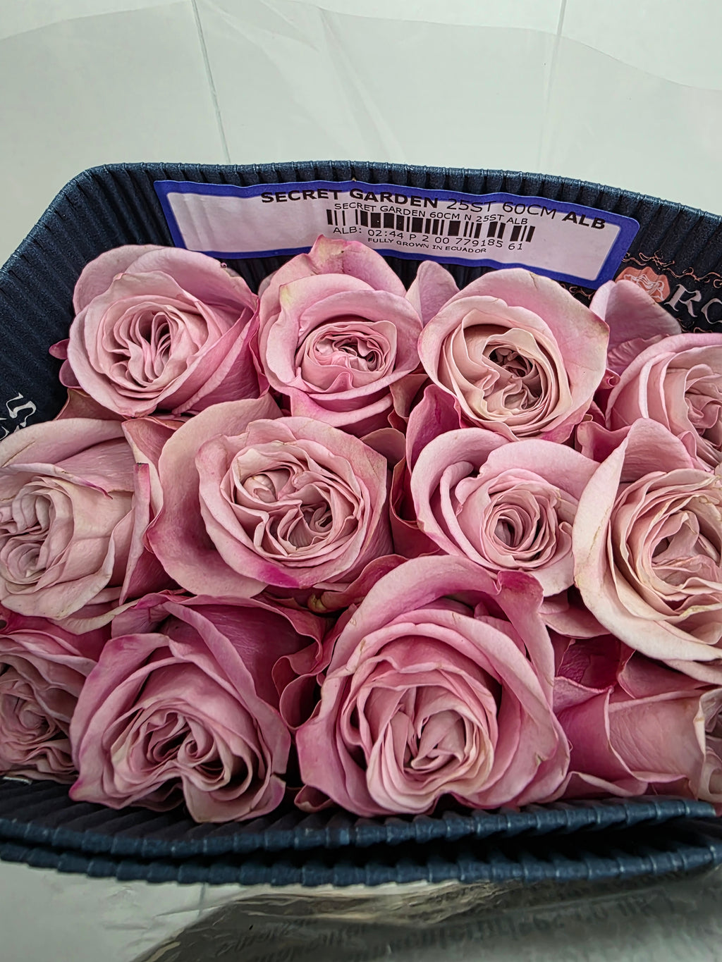 Farm Fresh Rosa Ecuadorian Gr Secret Garden (Bunch of 25 stems, Length 60cm)