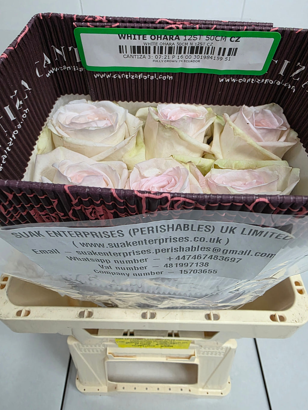 Farm Fresh Rosa Ecuadorian Garden White Ohara (Bunch of 25 stems, Length 60cm)