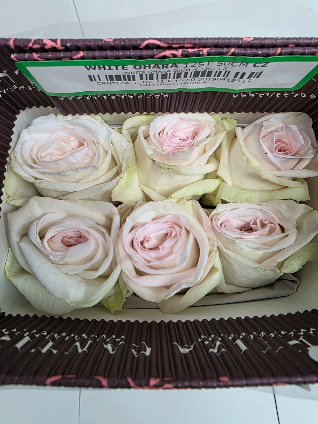 Farm Fresh Rosa Ecuadorian Garden White Ohara (Bunch of 25 stems, Length 60cm)