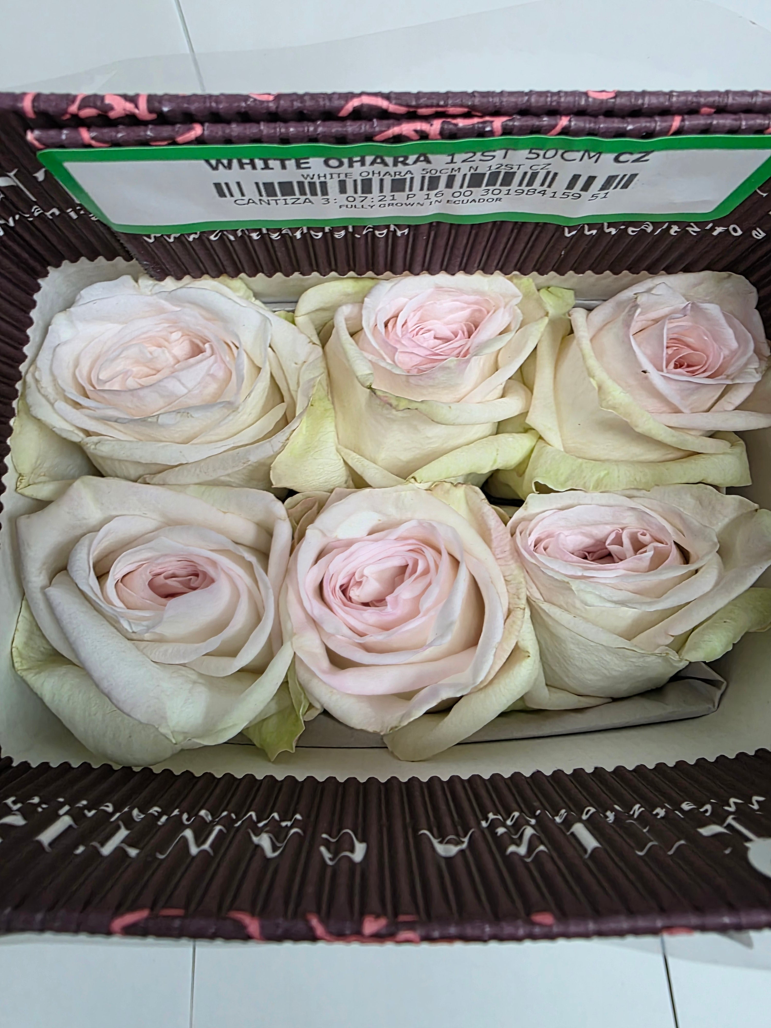 Farm Fresh Rosa Ecuadorian Garden White Ohara (Bunch of 25 stems, Length 60cm)