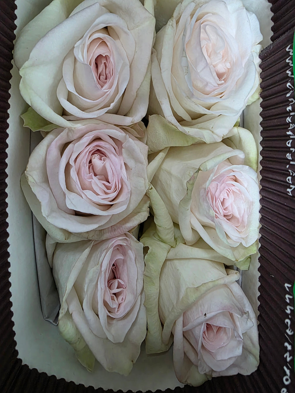 Farm Fresh Rosa Ecuadorian Garden White Ohara (Bunch of 25 stems, Length 60cm)