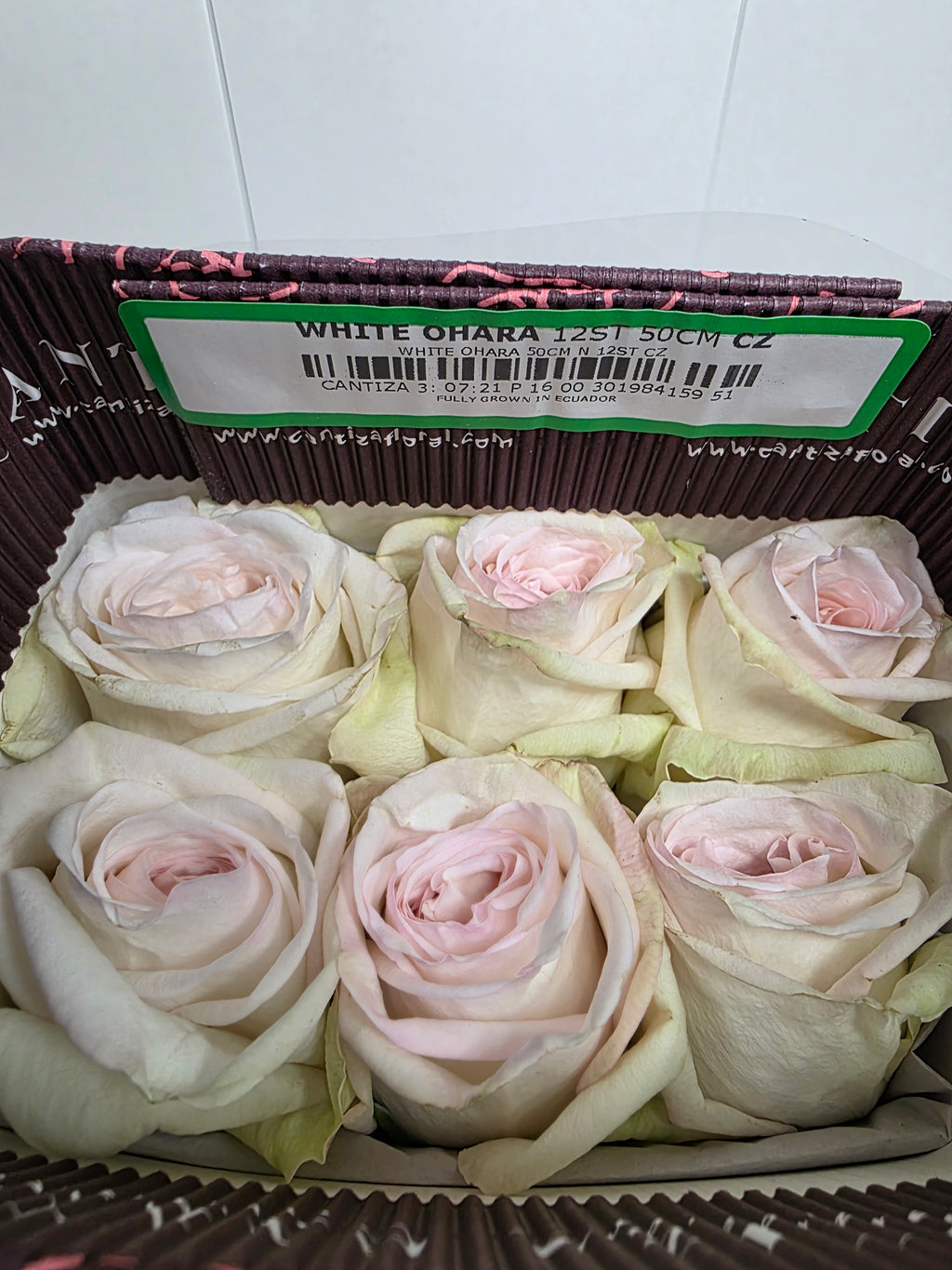 Farm Fresh Rosa Ecuadorian Garden White Ohara (Bunch of 25 stems, Length 60cm)