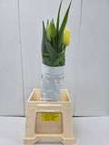 Farm Fresh Tulipa En French White Proud ( Bunch of 10stems, Length 60cm)