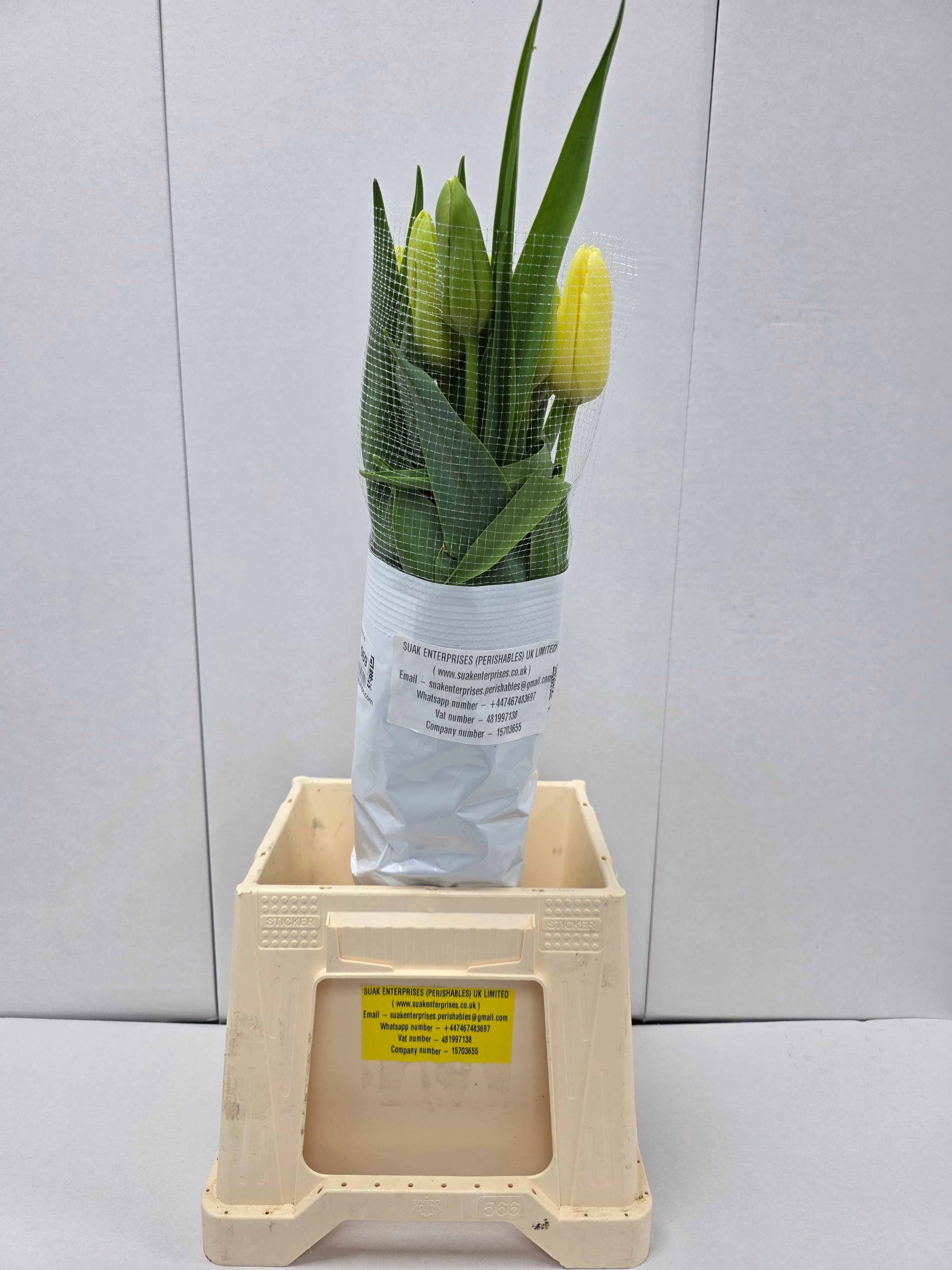 Farm Fresh Tulipa En French White Proud ( Bunch of 10stems, Length 60cm)