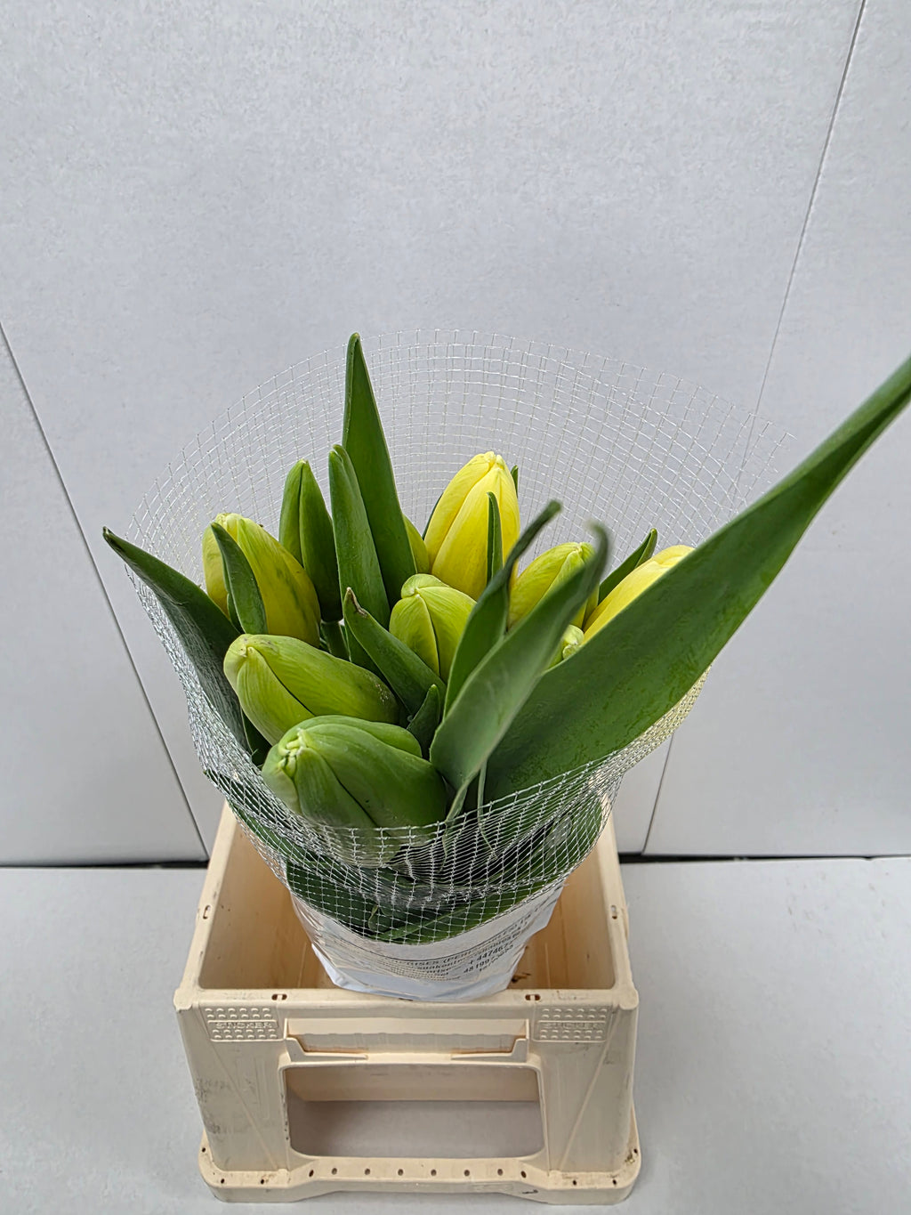 Farm Fresh Tulipa En French White Proud ( Bunch of 10stems, Length 60cm)