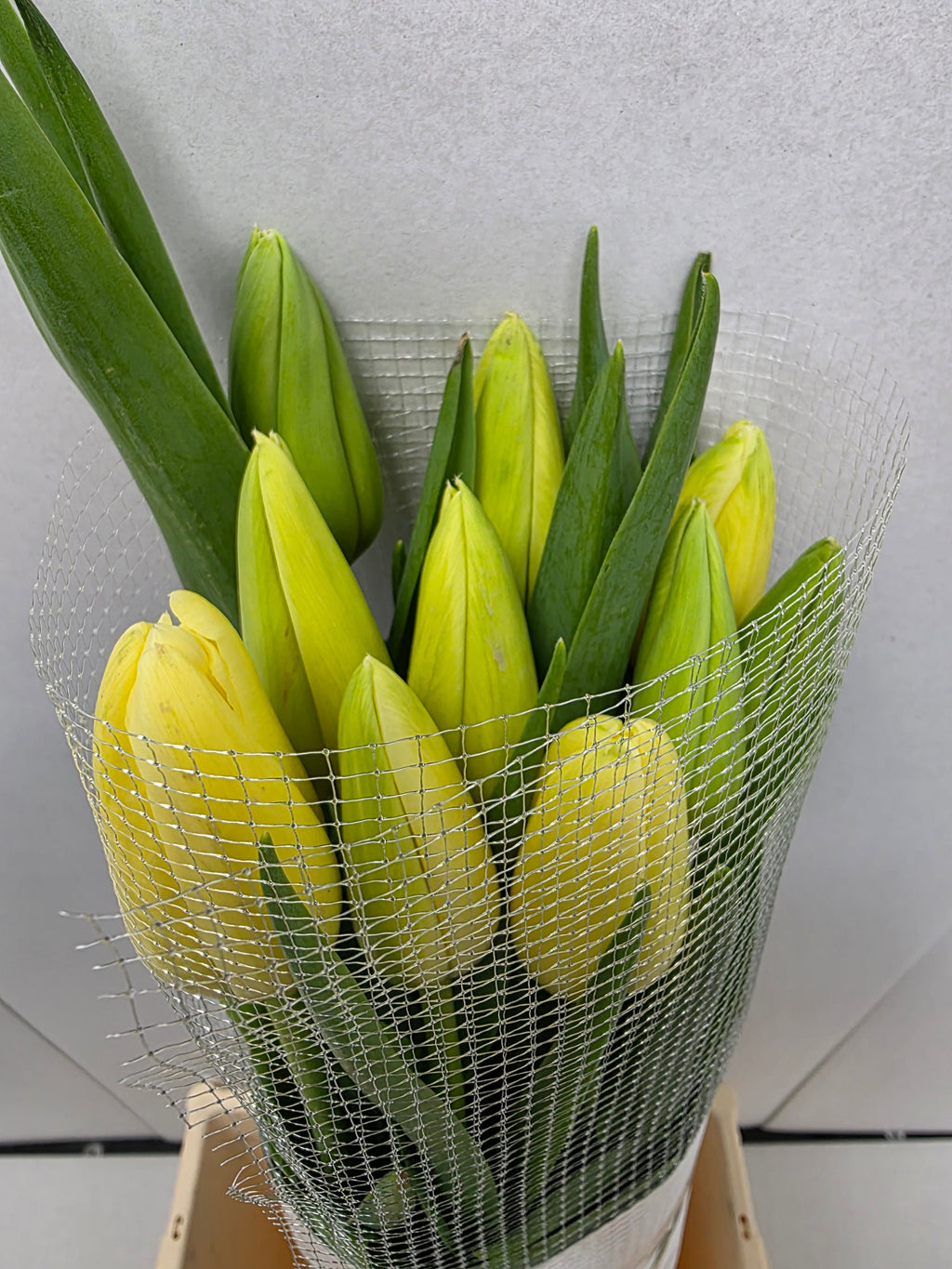 Farm Fresh Tulipa En French White Proud ( Bunch of 10stems, Length 60cm)