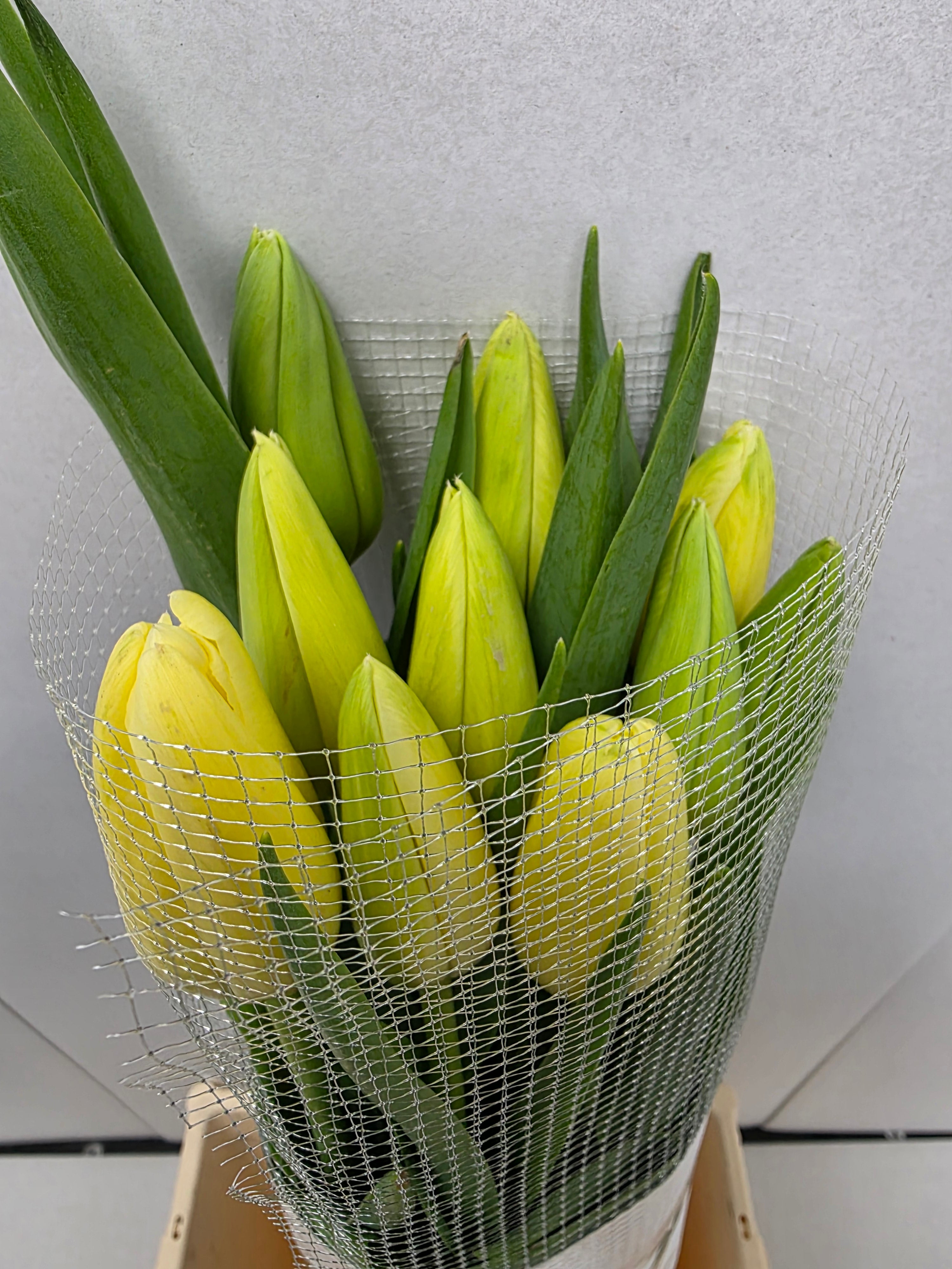 Farm Fresh Tulipa En French White Proud ( Bunch of 10stems, Length 60cm)