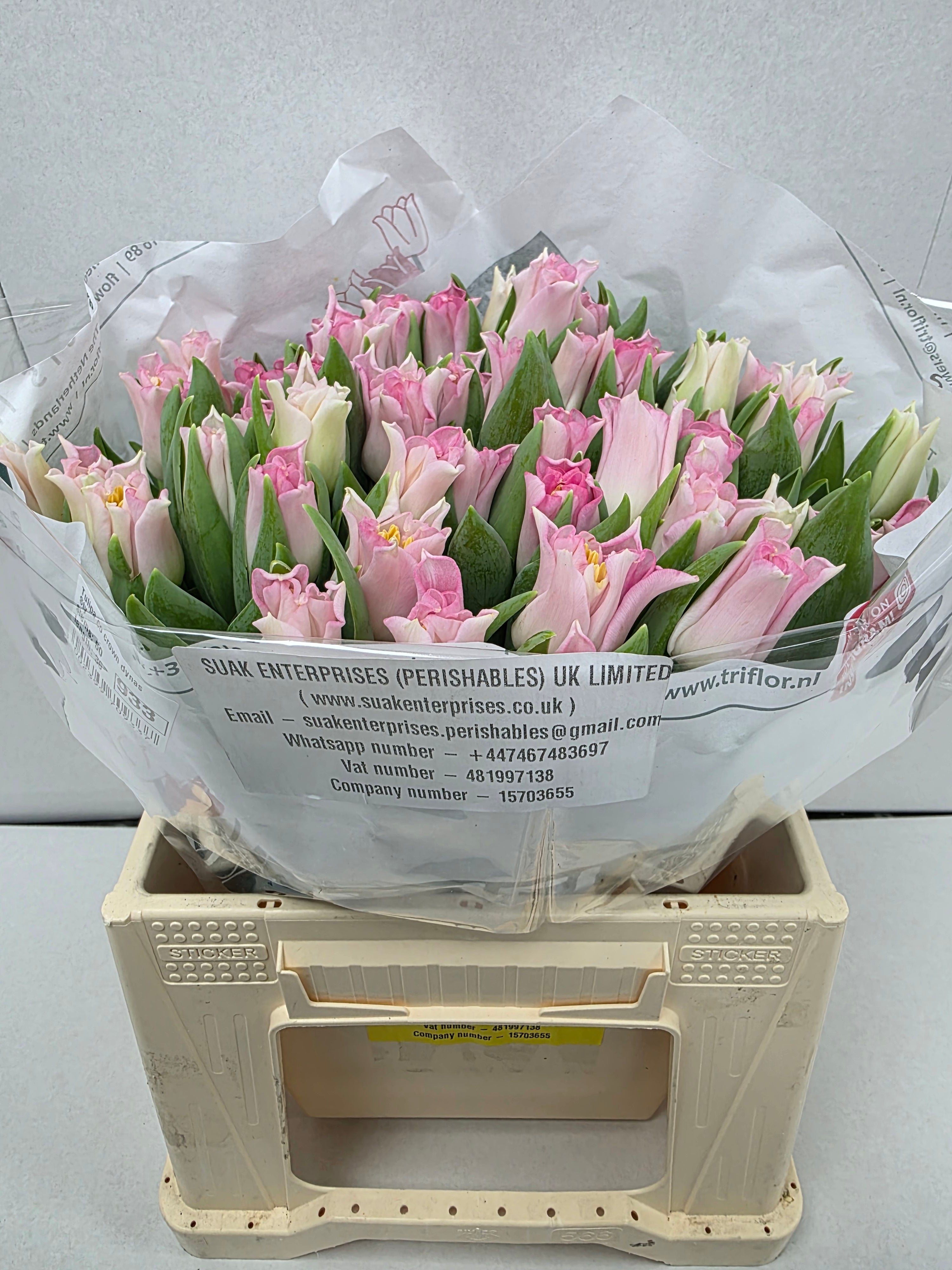 Farm Fresh Tulipa Co crown Dynasty ( Bunch of 50stems, Length 36cm)