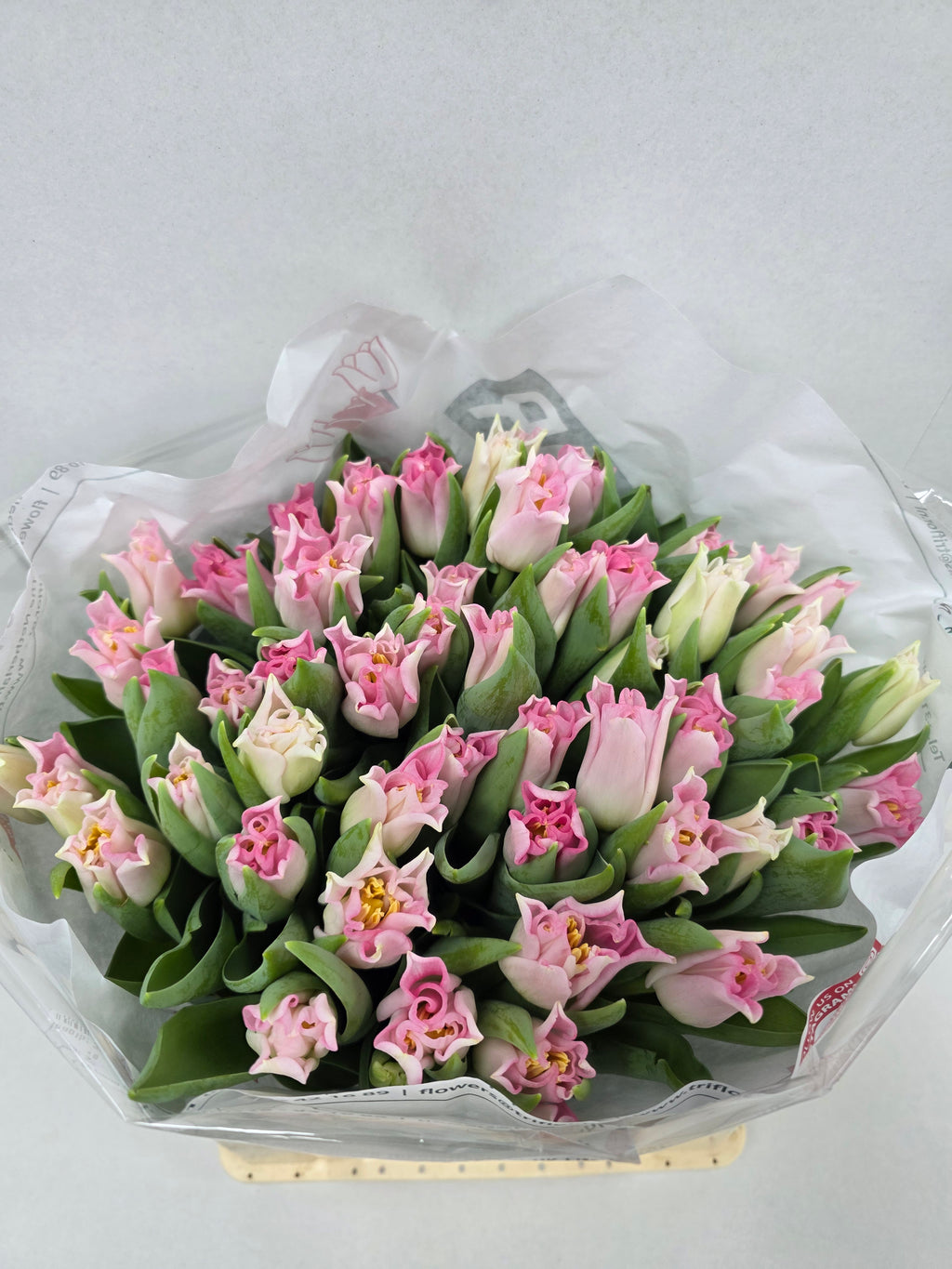 Farm Fresh Tulipa Co crown Dynasty ( Bunch of 50stems, Length 36cm)