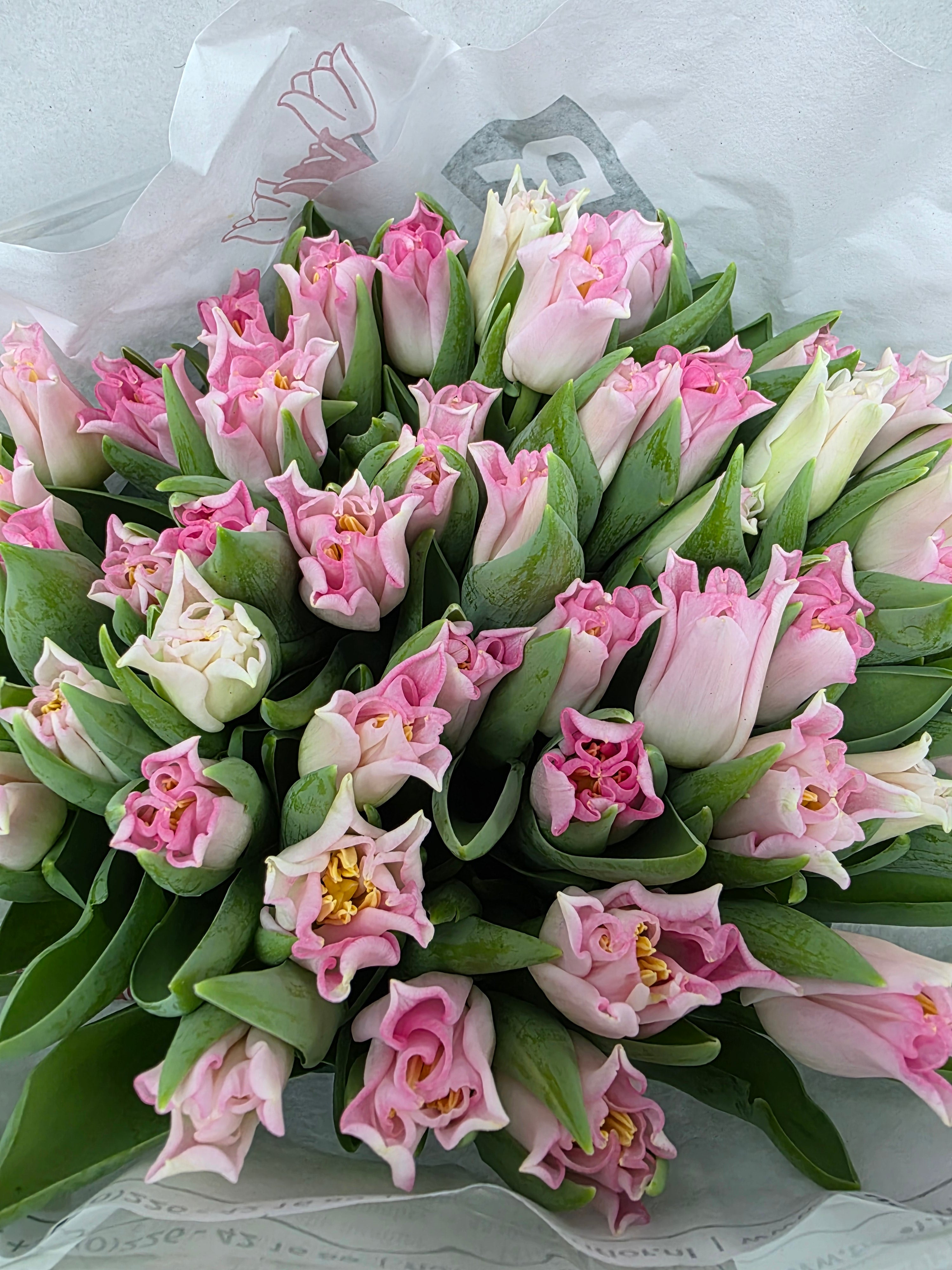 Farm Fresh Tulipa Co crown Dynasty ( Bunch of 50stems, Length 36cm)