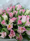 Farm Fresh Tulipa Co crown Dynasty ( Bunch of 50stems, Length 36cm)