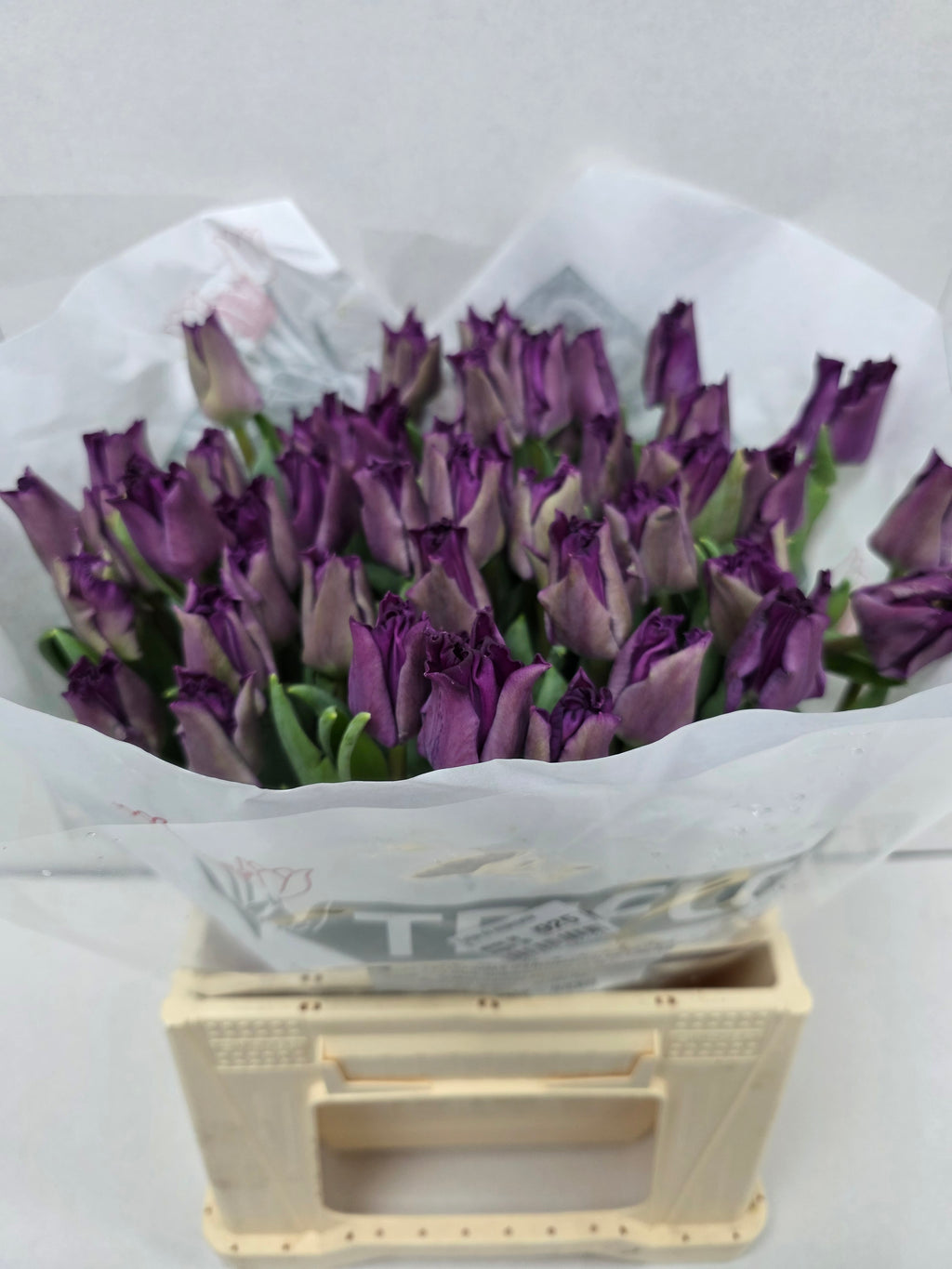 Farm Fresh Tulipa Du Respectable( Bunch of 50stems, Length 36cm)