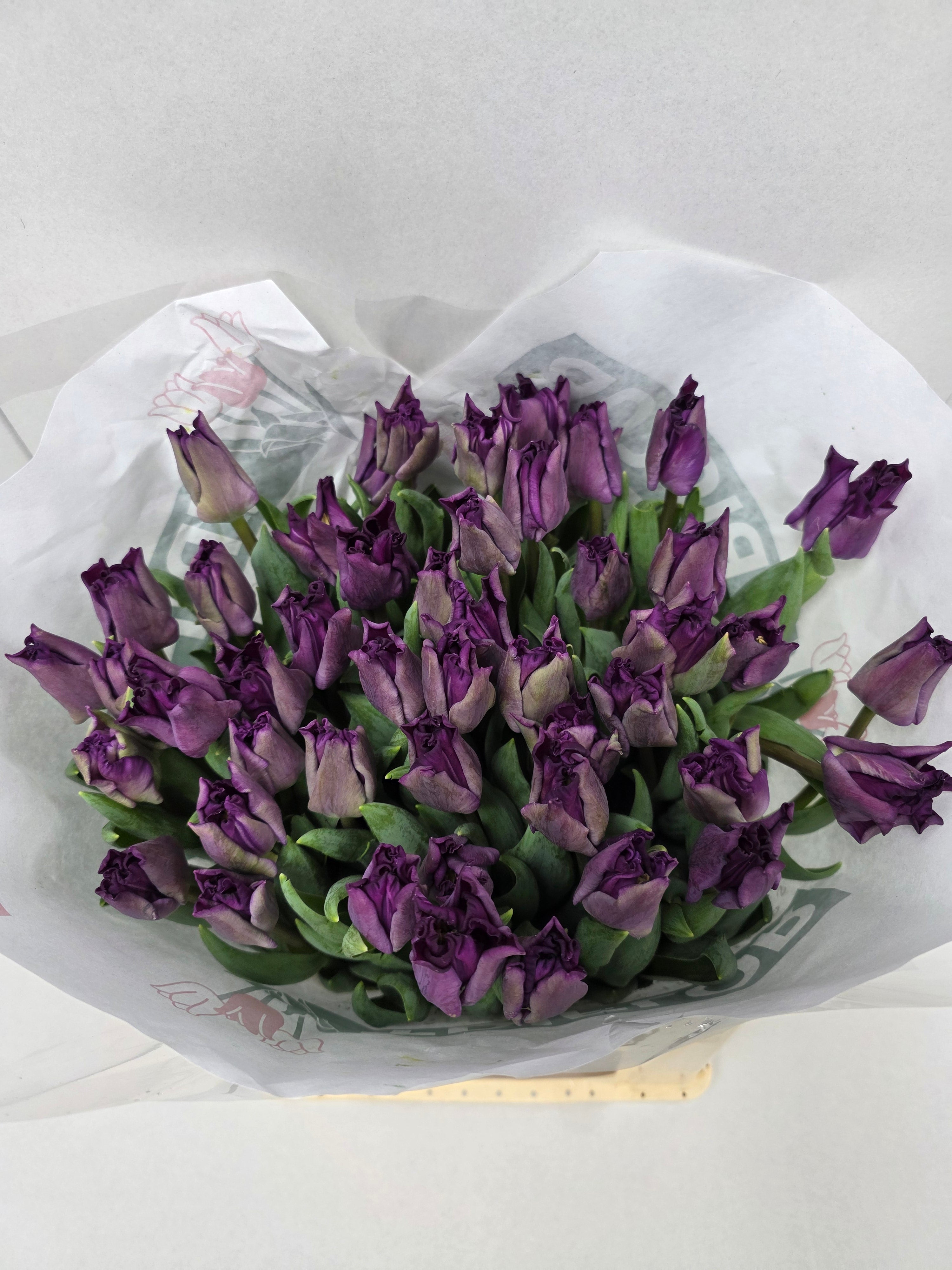 Farm Fresh Tulipa Du Respectable( Bunch of 50stems, Length 36cm)