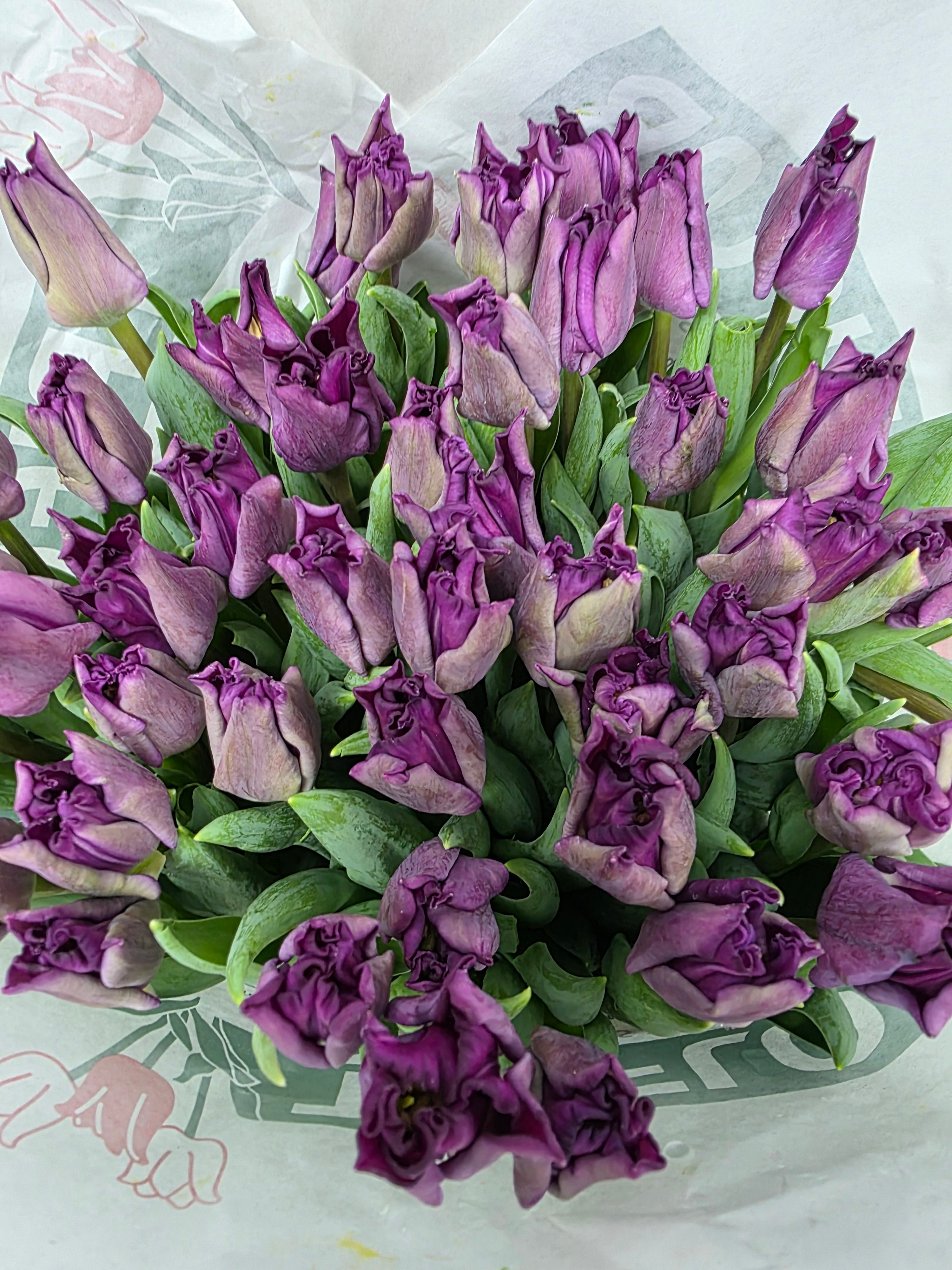 Farm Fresh Tulipa Du Respectable( Bunch of 50stems, Length 36cm)