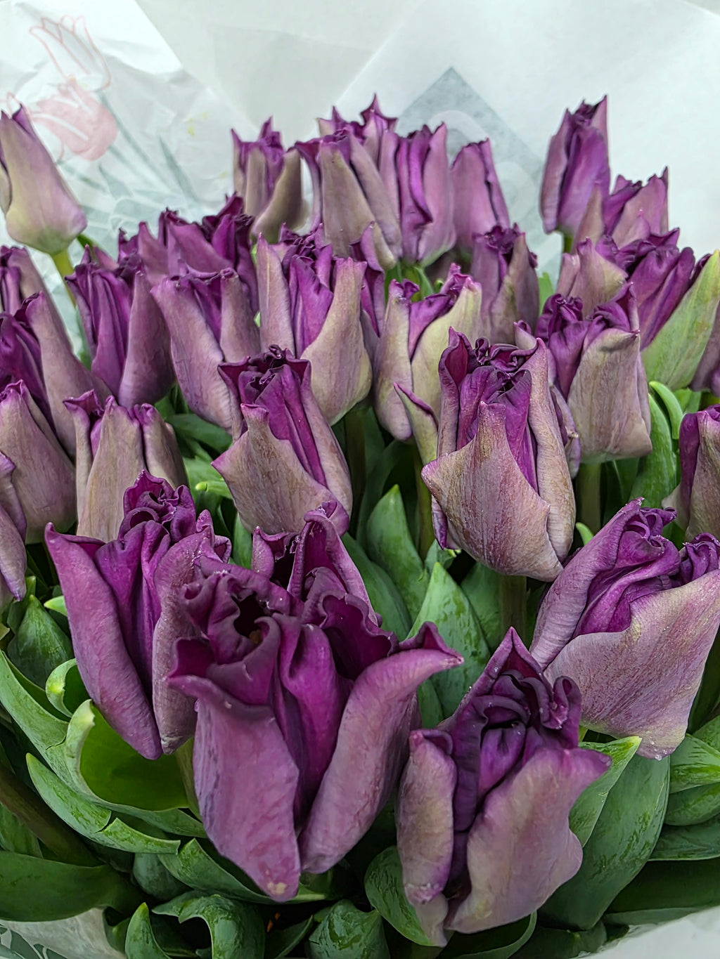 Farm Fresh Tulipa Du Respectable( Bunch of 50stems, Length 36cm)