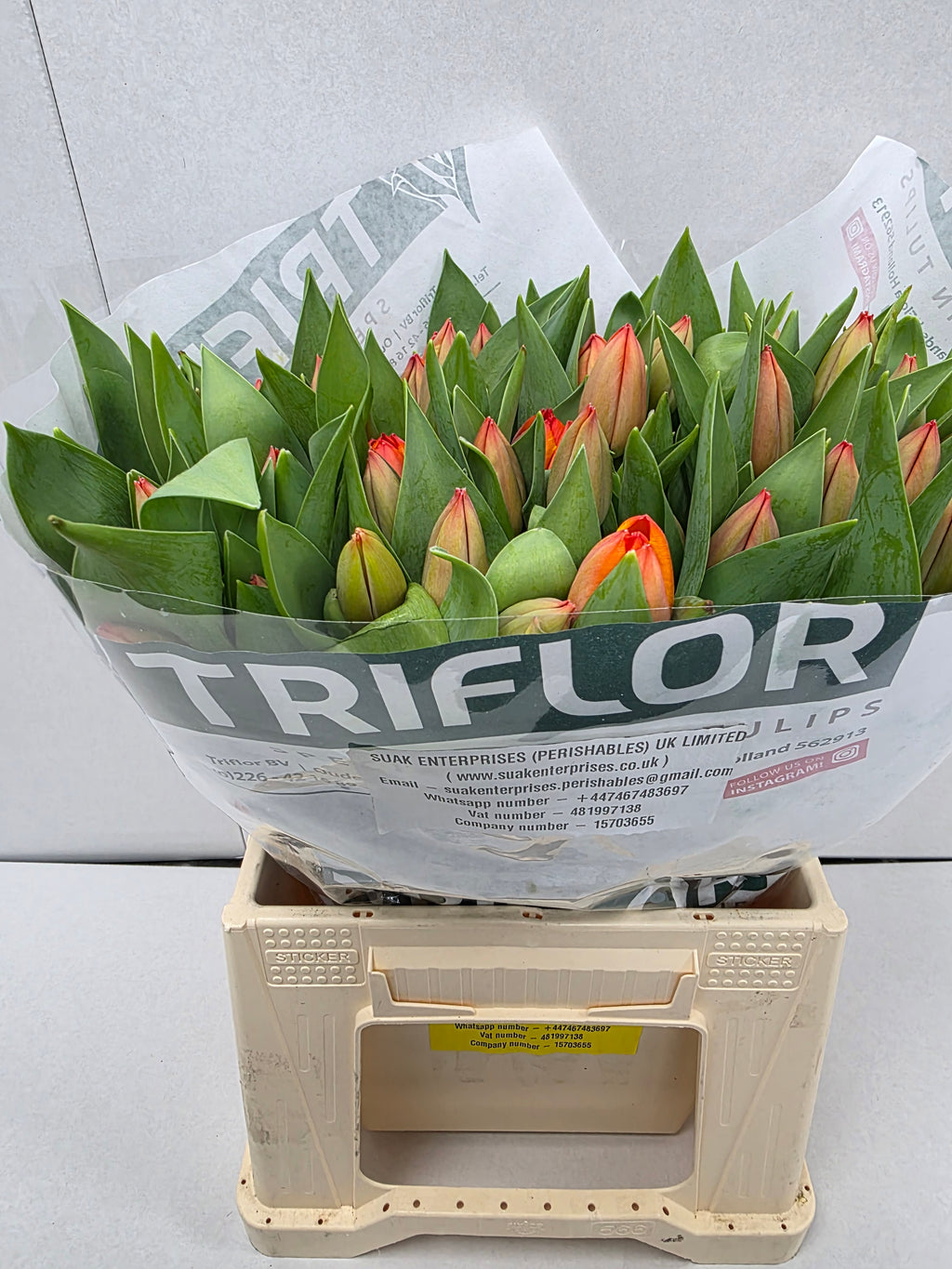 Farm Fresh Tulipa En Ad Rem( Bunch of 50stems, Length 43cm)