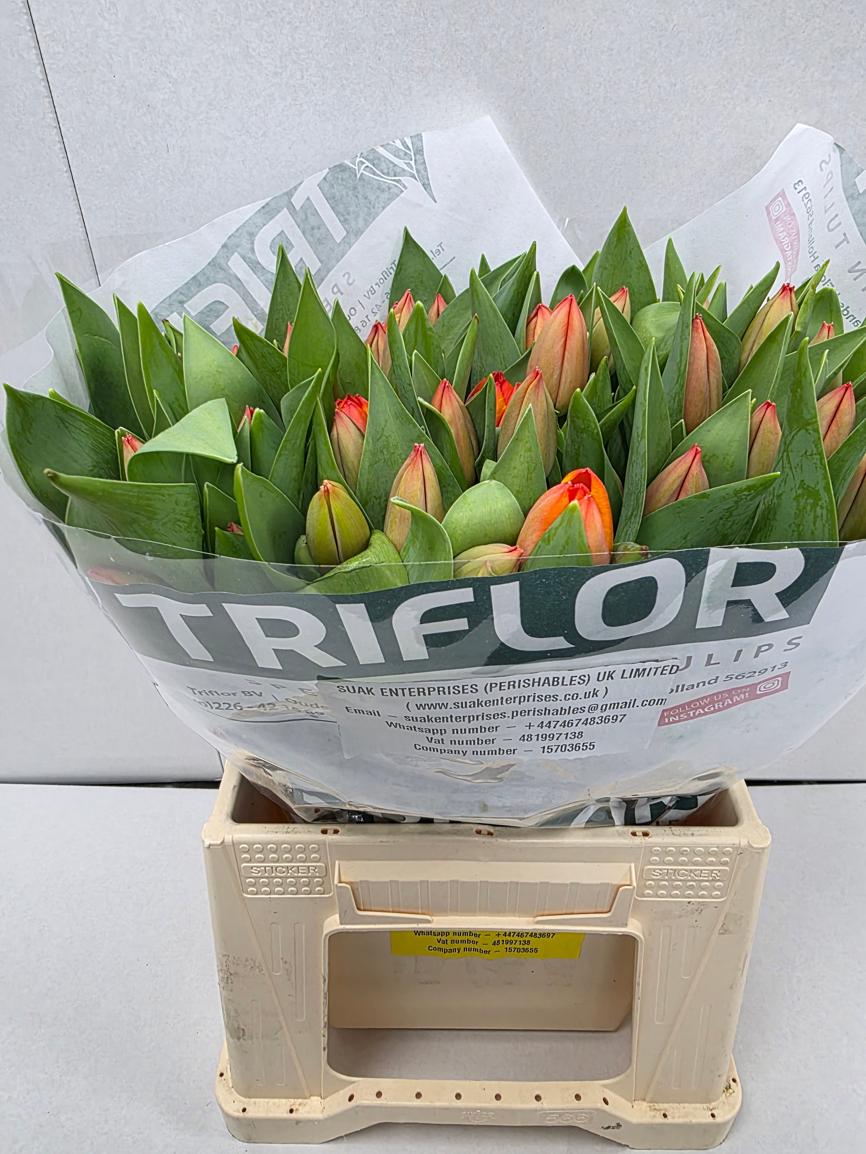 Farm Fresh Tulipa En Ad Rem( Bunch of 50stems, Length 43cm)