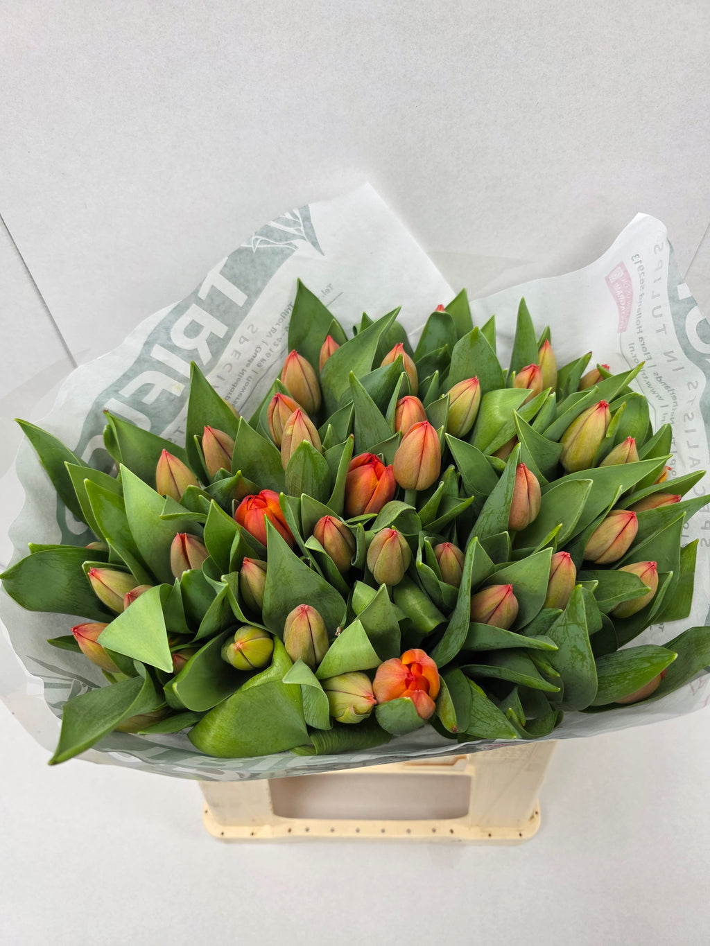 Farm Fresh Tulipa En Ad Rem( Bunch of 50stems, Length 43cm)