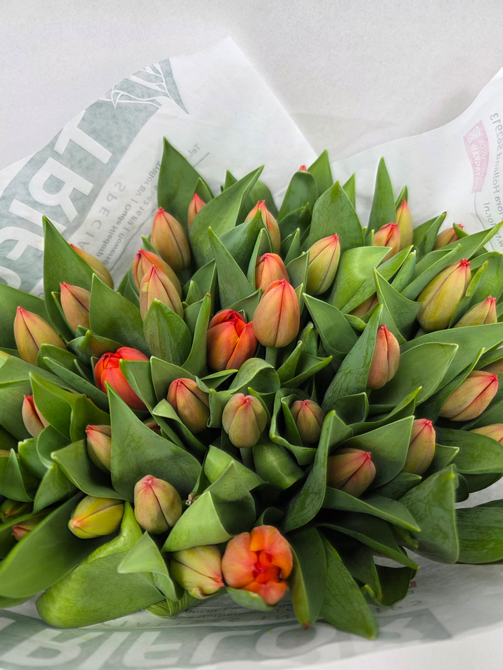 Farm Fresh Tulipa En Ad Rem( Bunch of 50stems, Length 43cm)