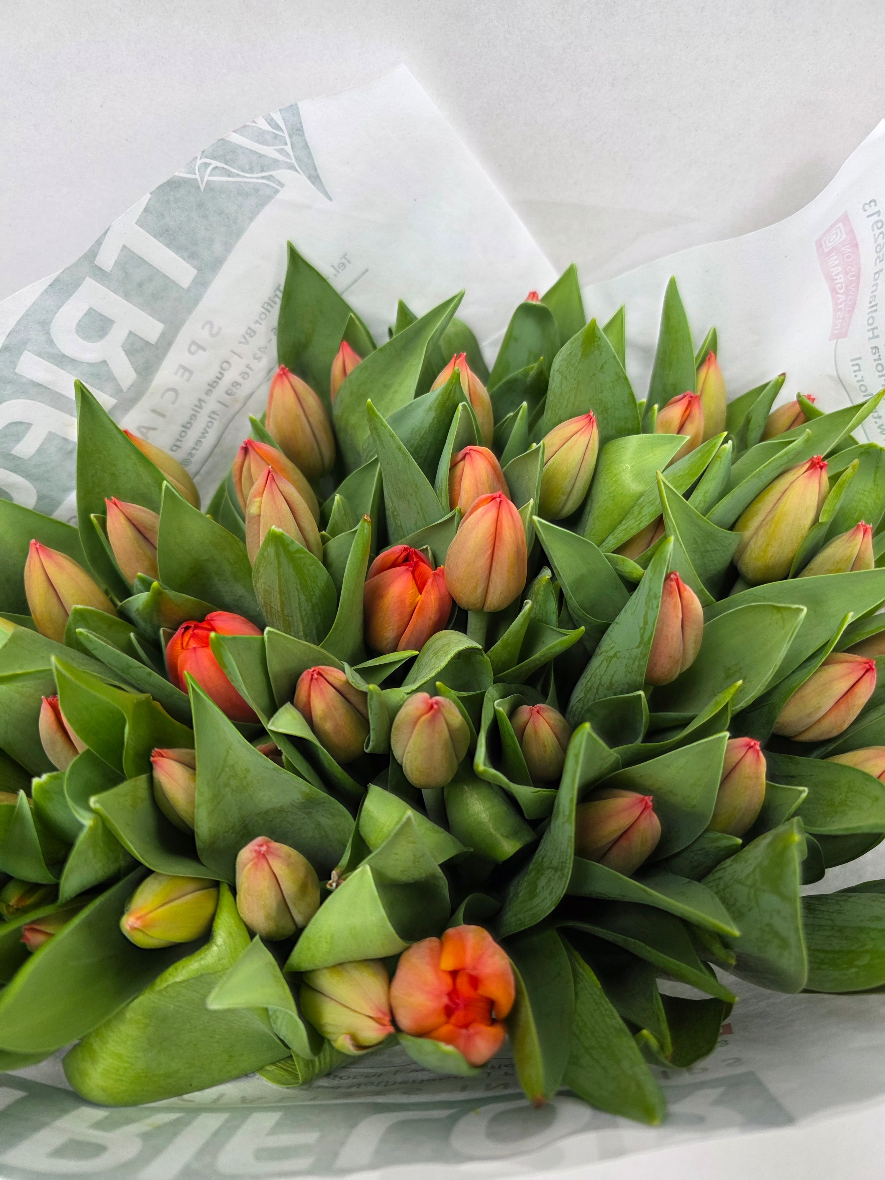 Farm Fresh Tulipa En Ad Rem( Bunch of 50stems, Length 43cm)