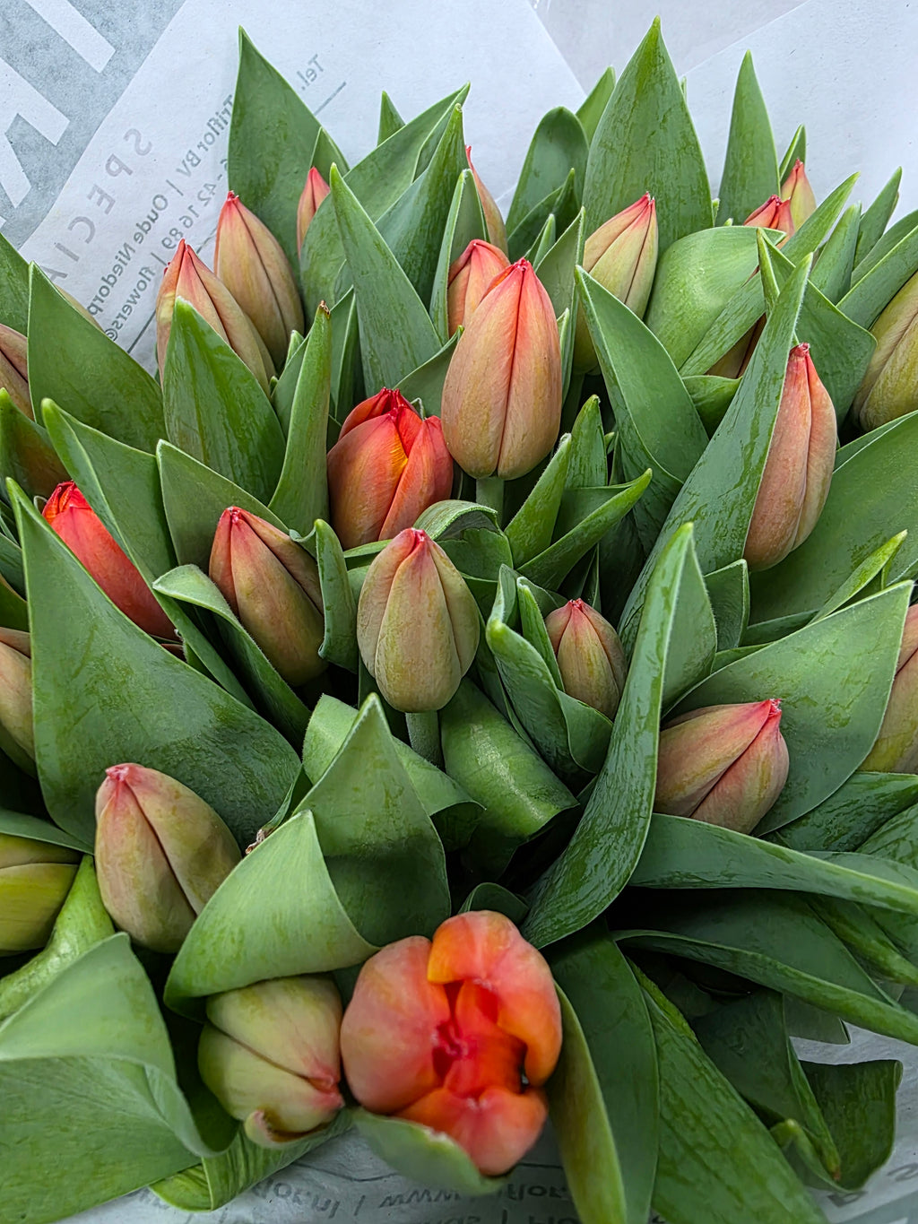 Farm Fresh Tulipa En Ad Rem( Bunch of 50stems, Length 43cm)