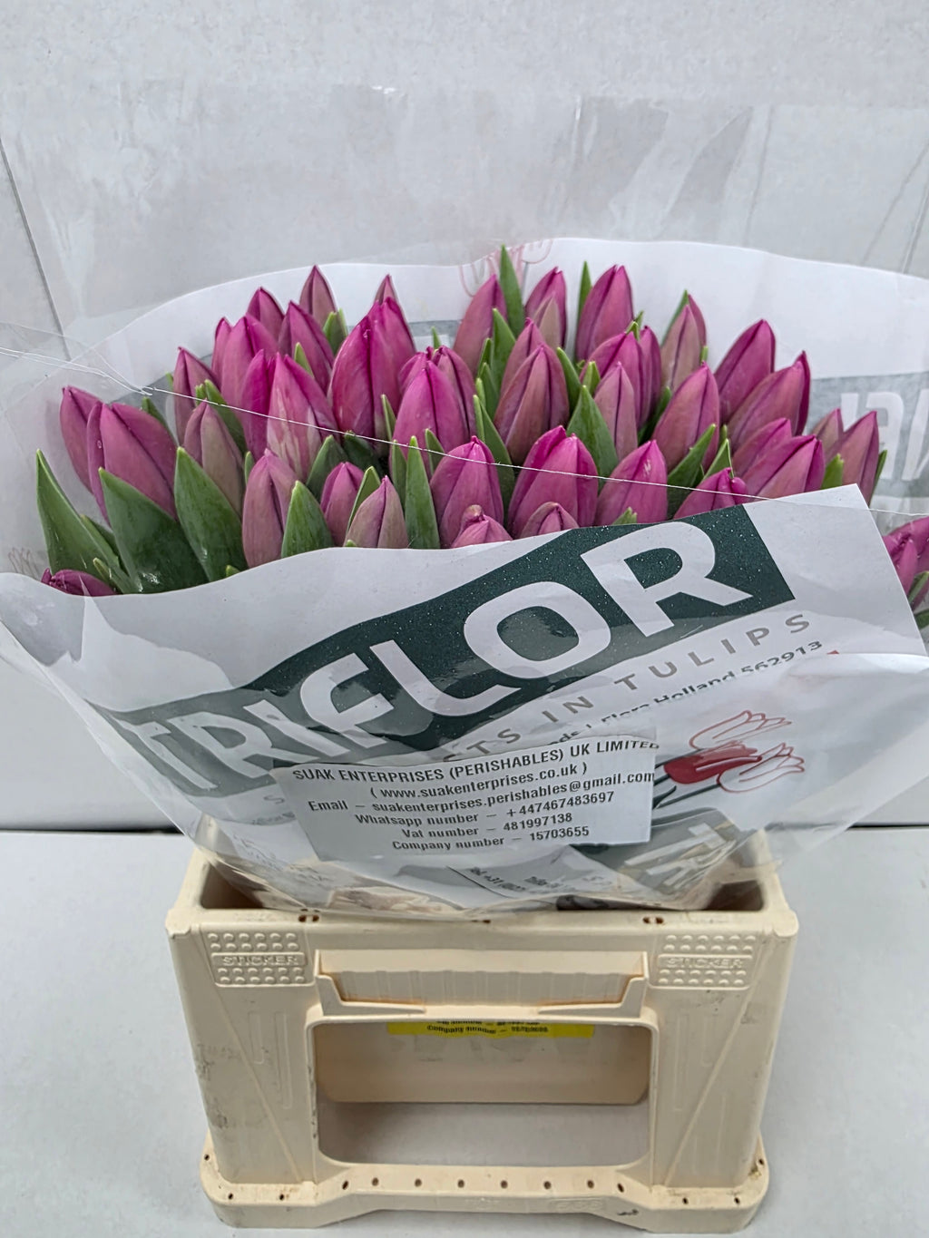 Farm Fresh Tulipa En Barcelona ( Bunch of 50stems, Length 42cm)