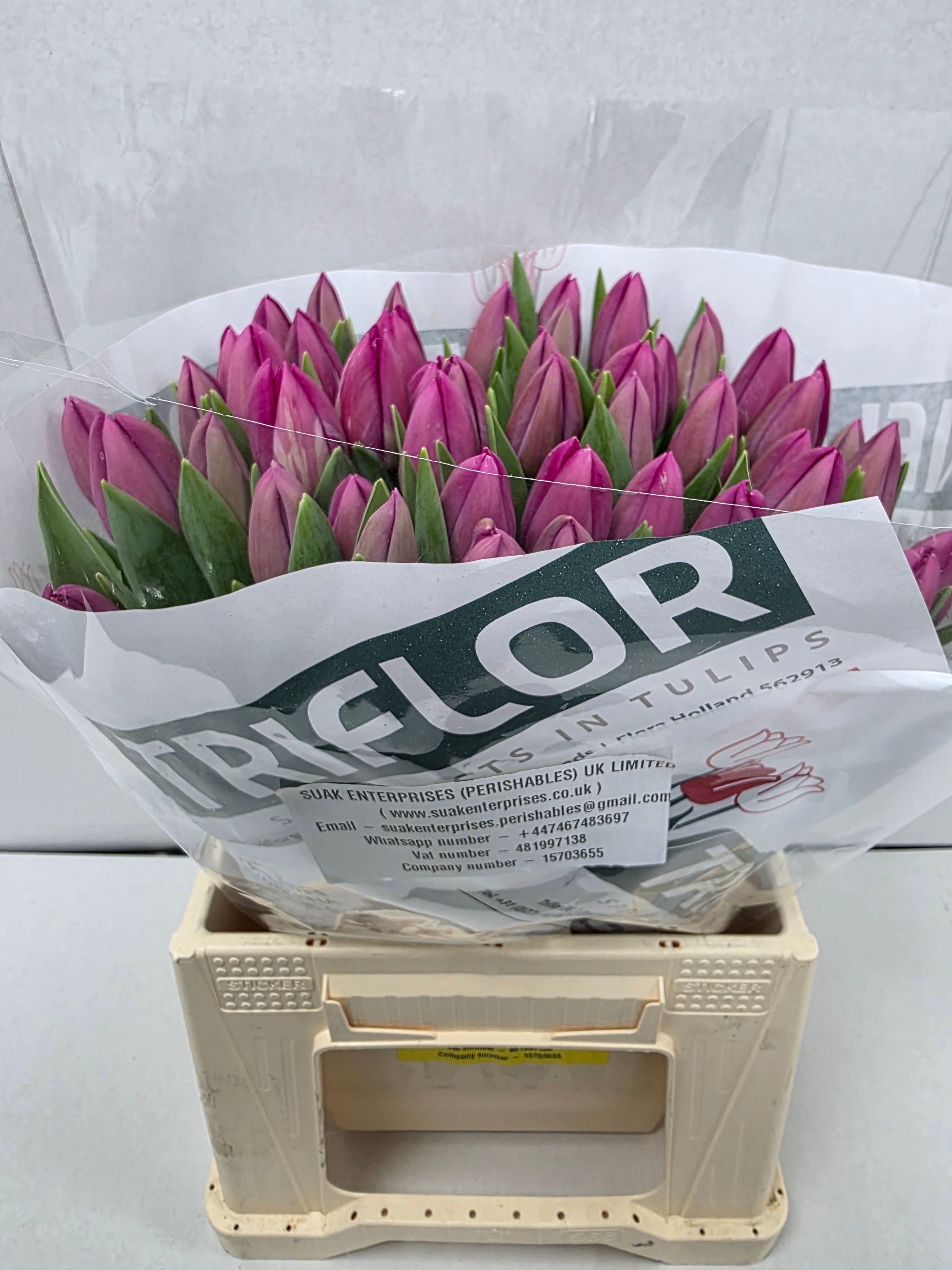 Farm Fresh Tulipa En Barcelona ( Bunch of 50stems, Length 42cm)