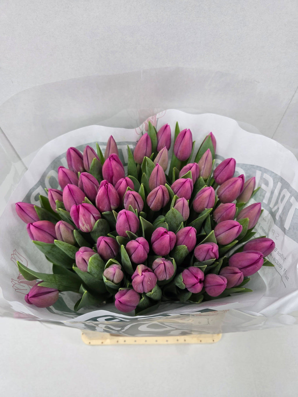 Farm Fresh Tulipa En Barcelona ( Bunch of 50stems, Length 42cm)