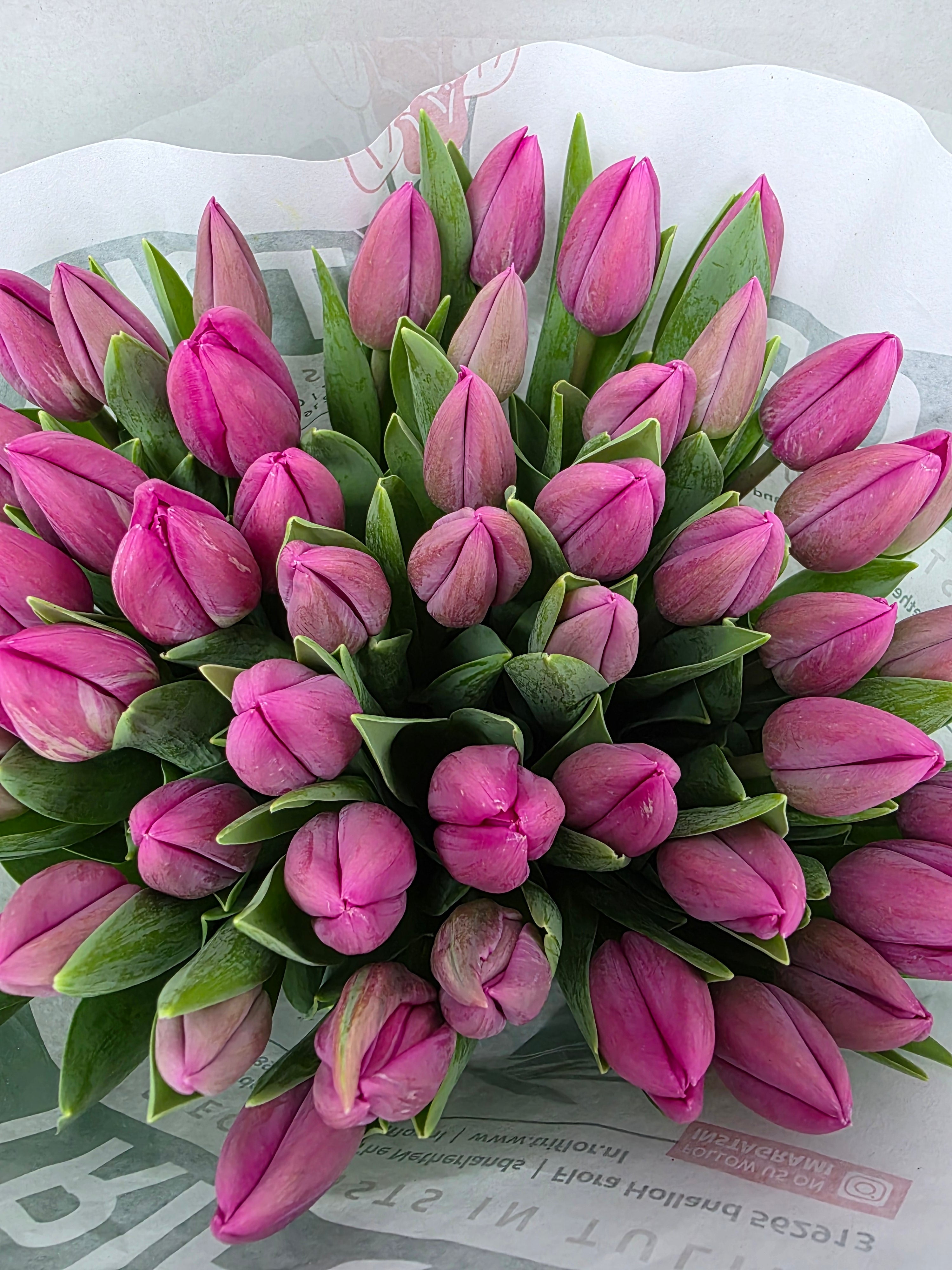 Farm Fresh Tulipa En Barcelona ( Bunch of 50stems, Length 42cm)