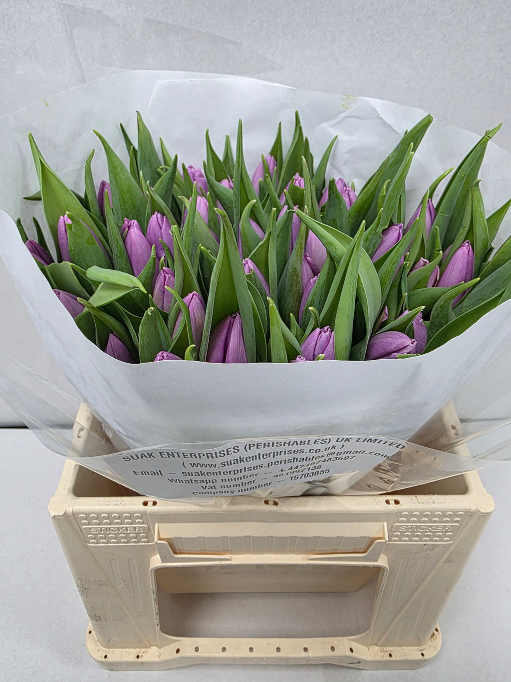 Farm Fresh Tulipa En Candy Prince ( Bunch of 50stems, Length 35cm)