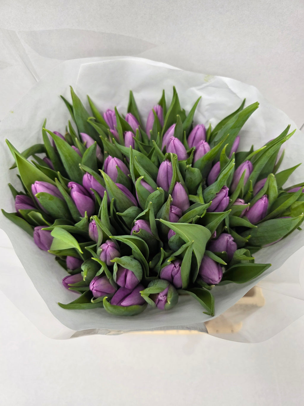 Farm Fresh Tulipa En Candy Prince ( Bunch of 50stems, Length 35cm)