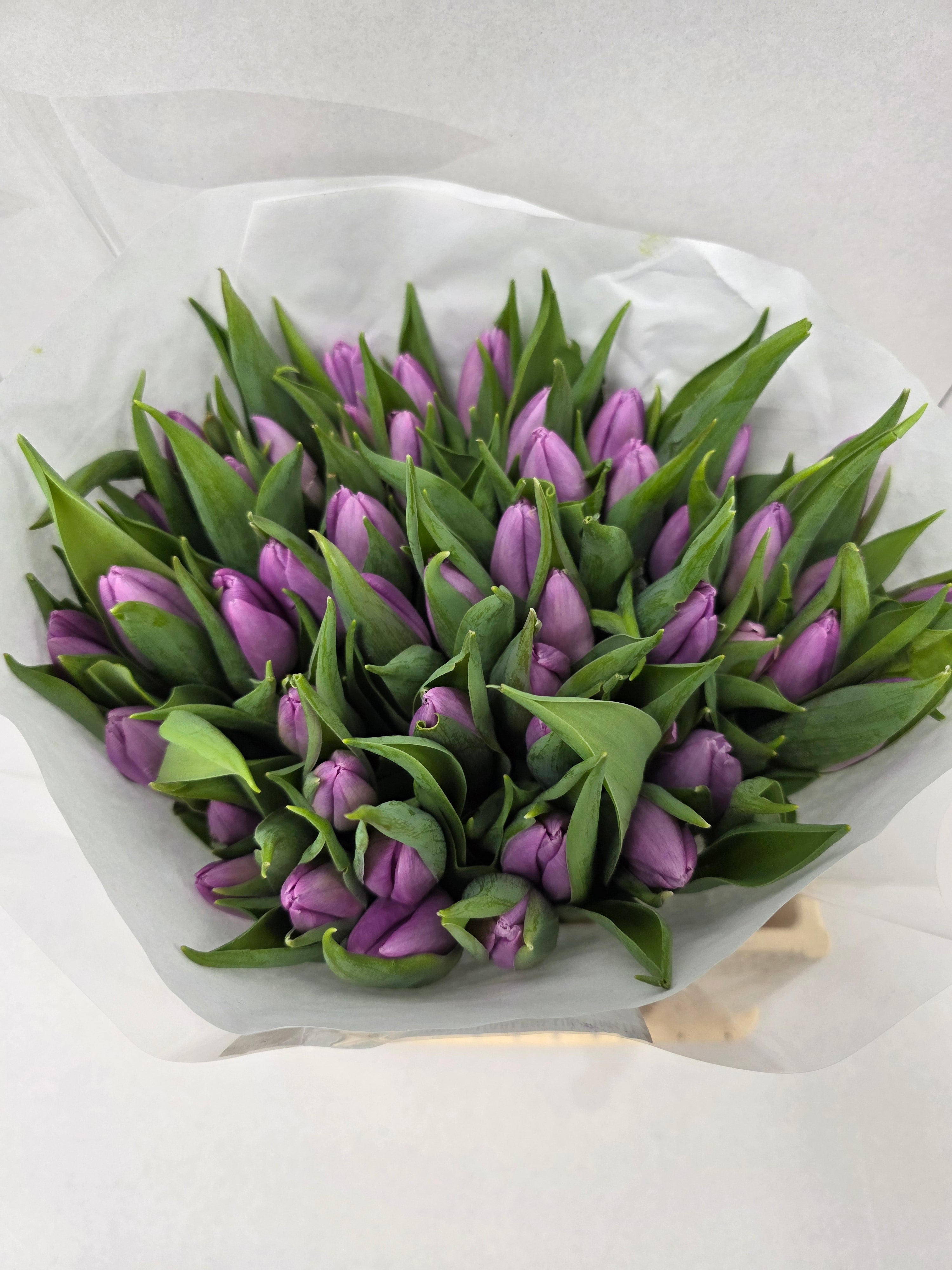 Farm Fresh Tulipa En Candy Prince ( Bunch of 50stems, Length 35cm)